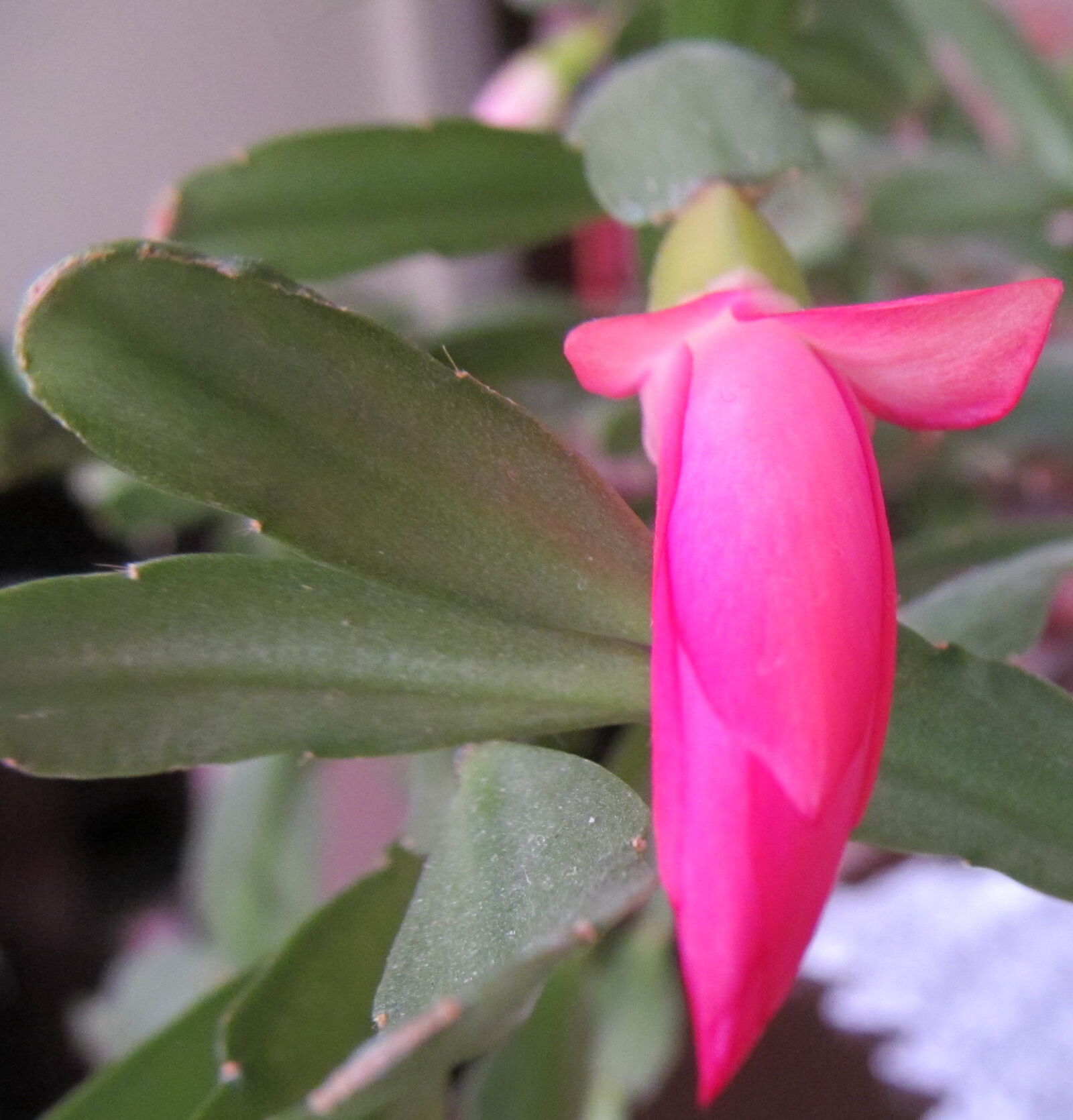 Canon PowerShot SX150 IS sample photo. Flower, macro, nature photography
