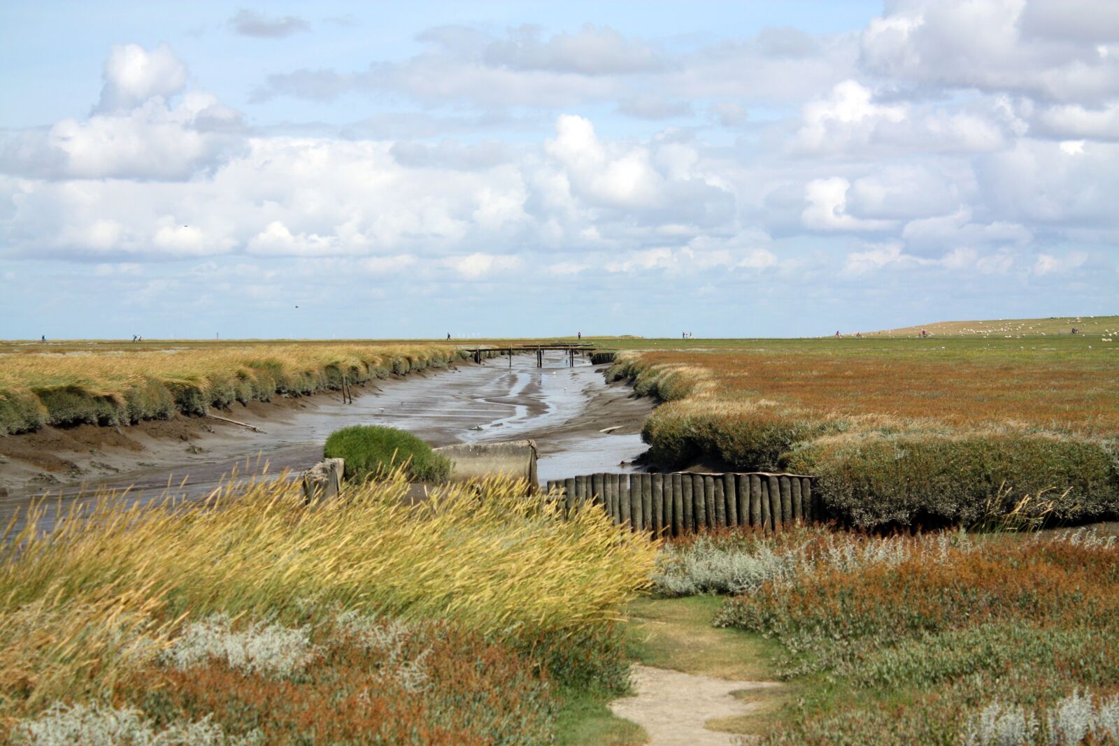 Canon EOS 450D (EOS Rebel XSi / EOS Kiss X2) sample photo. Salt marshes, westerhever, north photography
