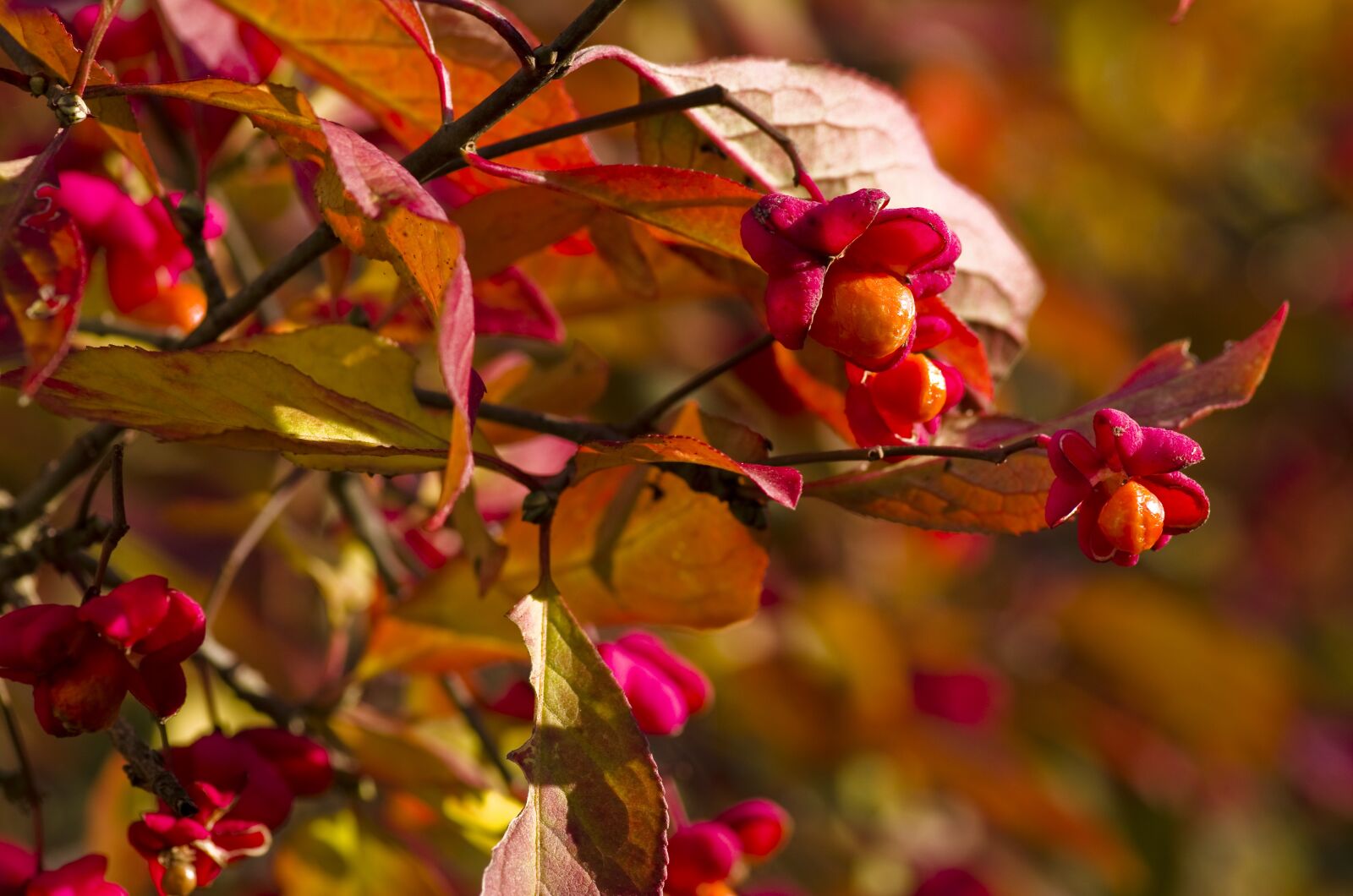 Pentax K-30 sample photo. Spindle, bush, bright photography