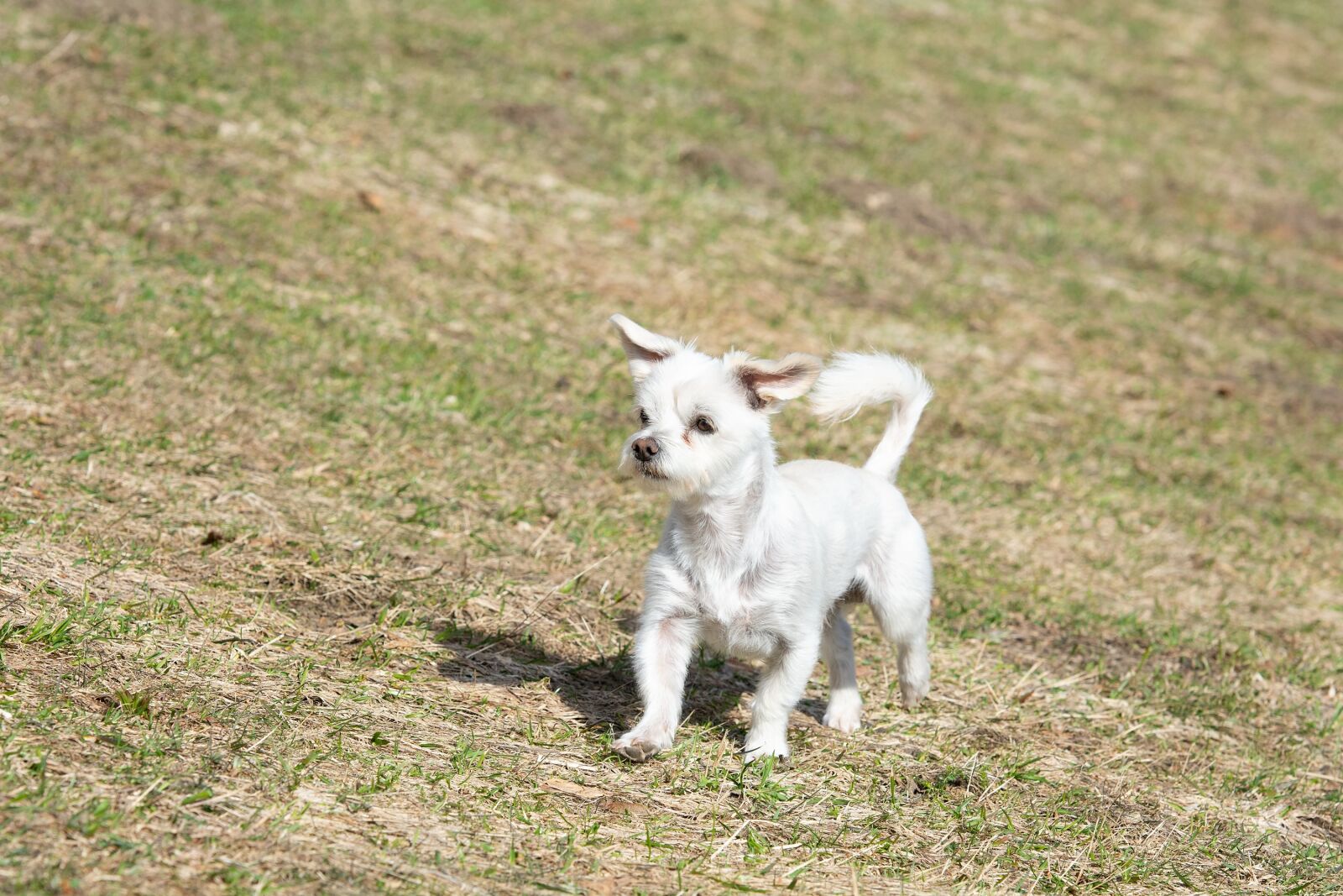 Nikon D7100 sample photo. Dog, white, meadow photography