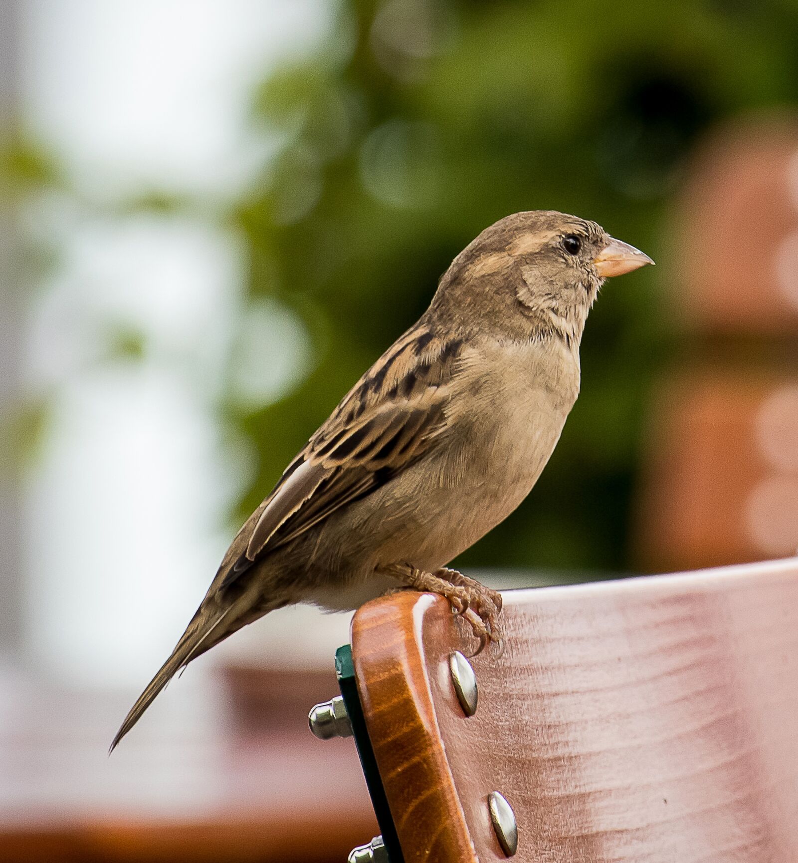 Canon EF-S 55-250mm F4-5.6 IS STM sample photo. Sparrow, sperling, bird photography