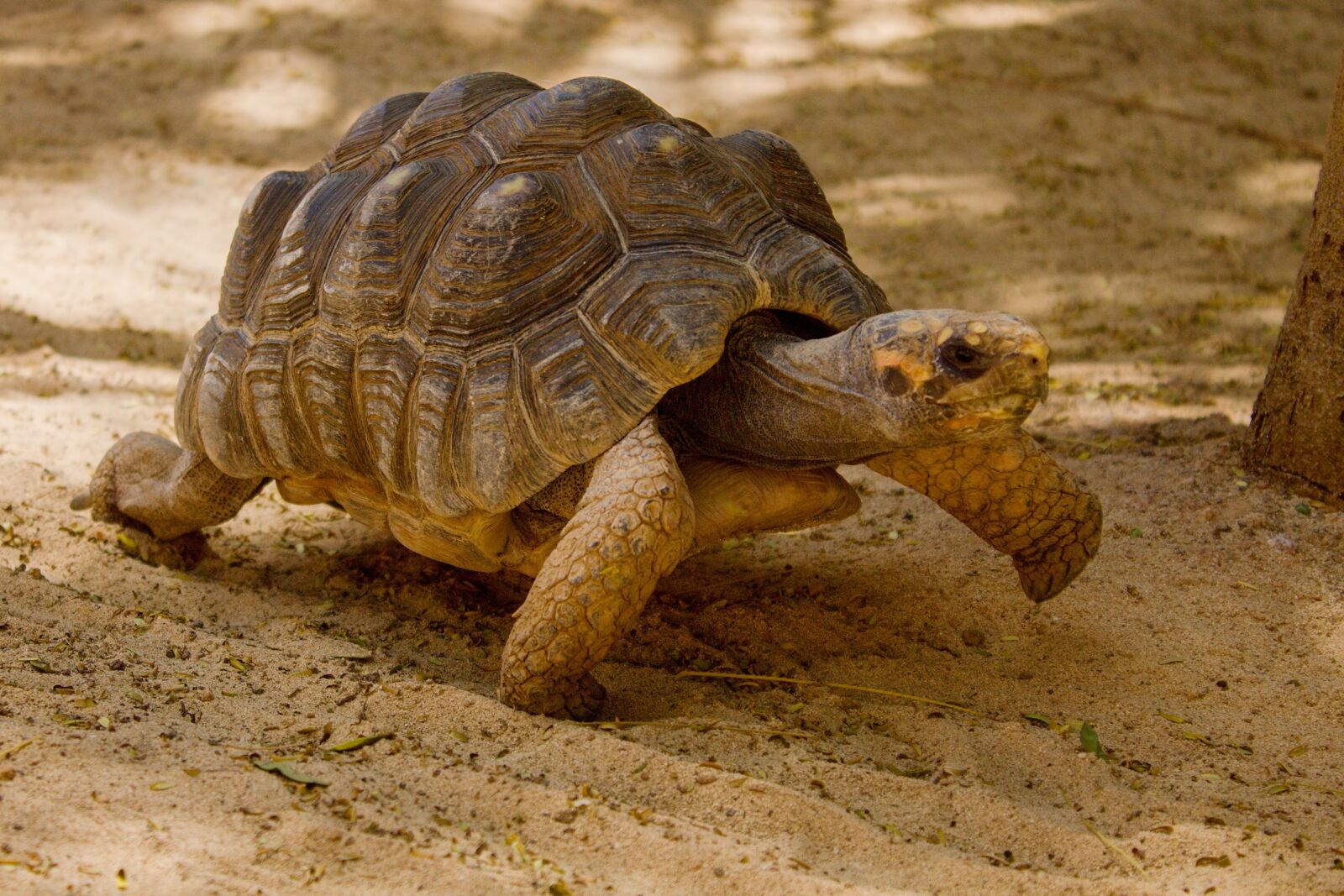 Canon EOS 1100D (EOS Rebel T3 / EOS Kiss X50) sample photo. Turtle, wildlife, animal photography