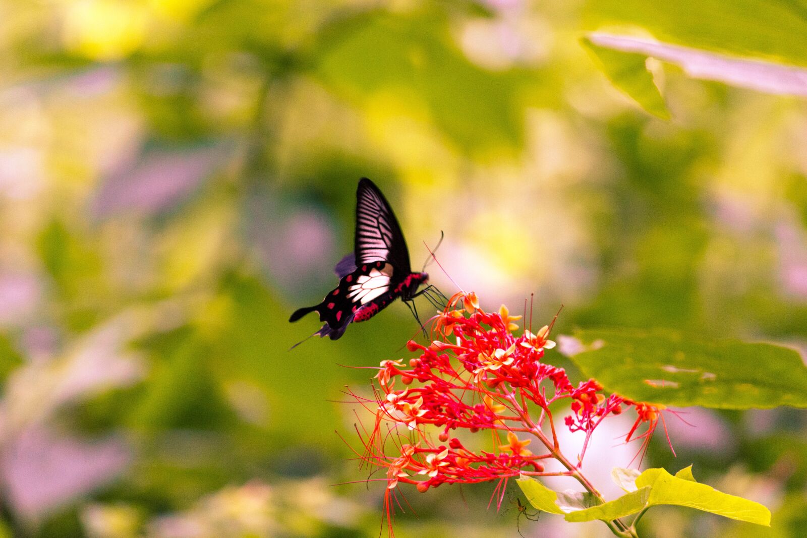 Canon EOS 700D (EOS Rebel T5i / EOS Kiss X7i) sample photo. Butterfly, flower, spring photography