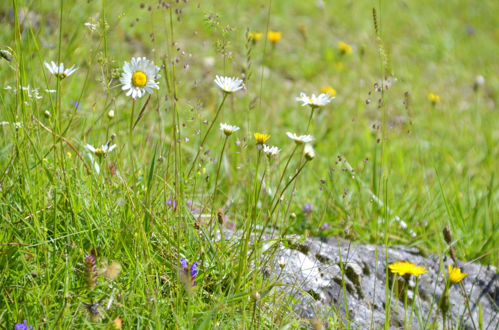 Nikon D5100 sample photo. Meadow, herbs, summer photography