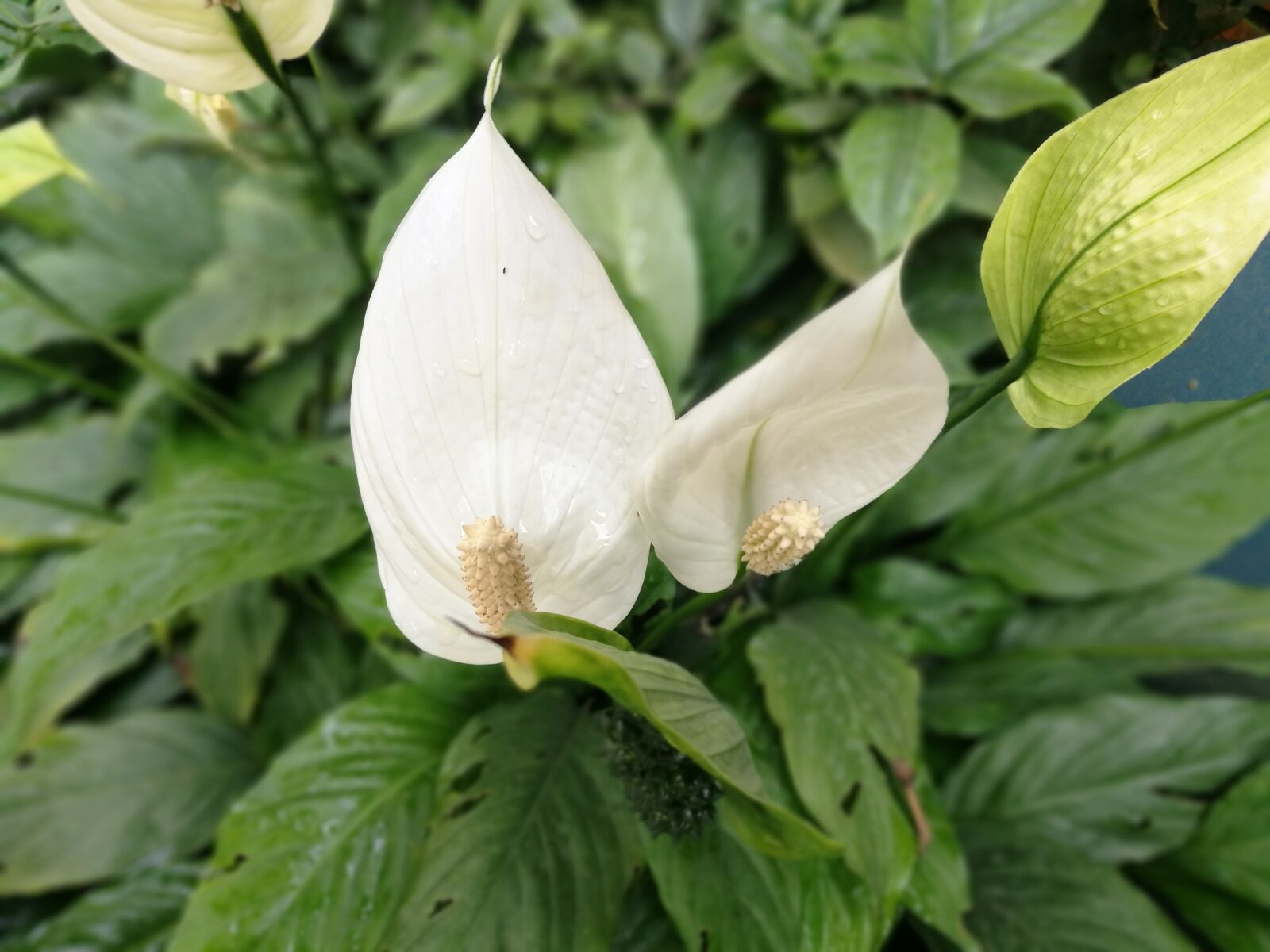 HUAWEI P9 sample photo. Flower, white flower, white photography
