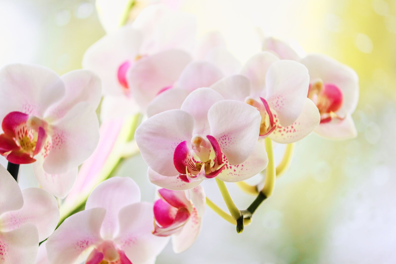 Canon EOS 200D (EOS Rebel SL2 / EOS Kiss X9) sample photo. Orchid, ornamental plant, orchidaceae photography