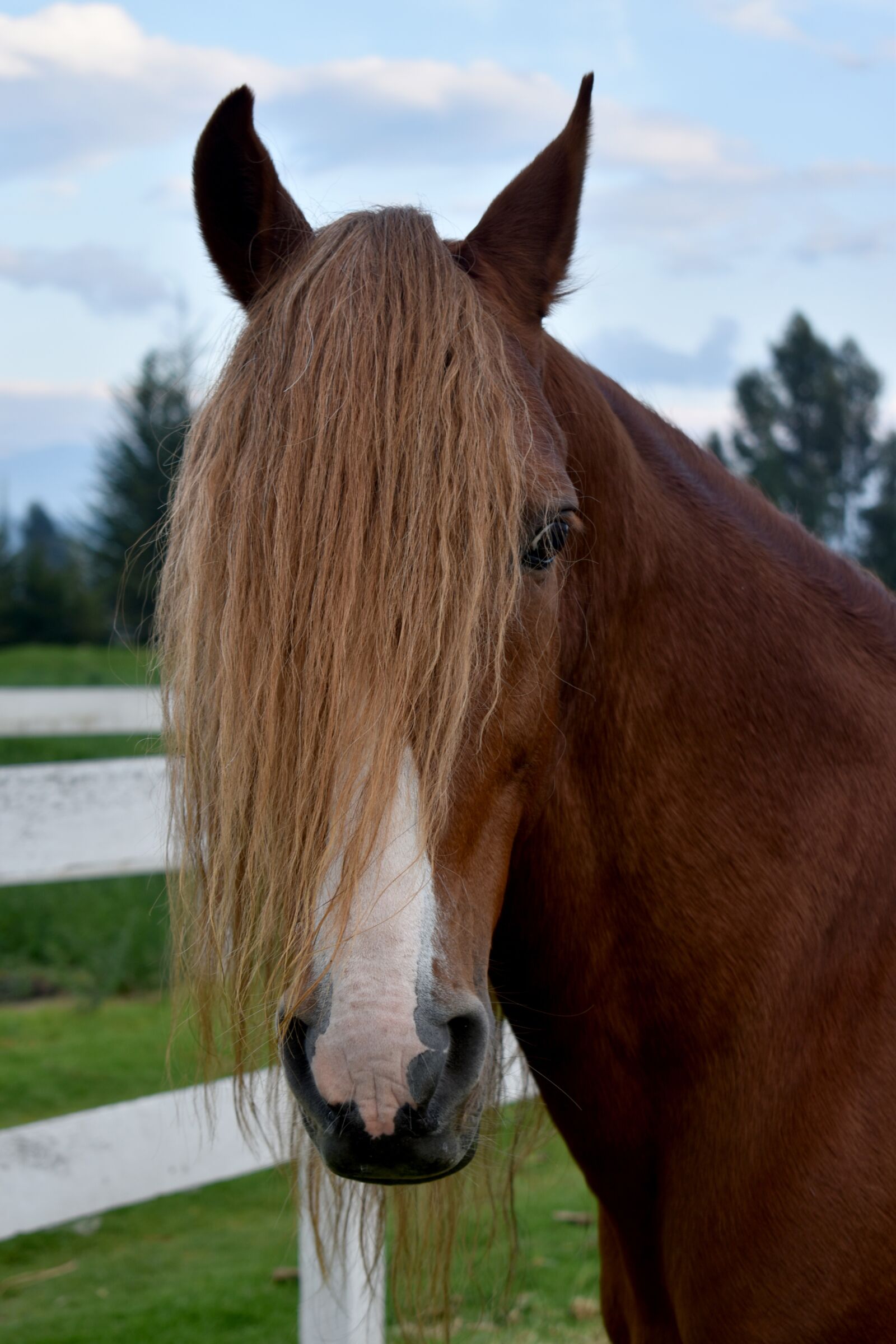 Nikon D3500 sample photo. Horses, hair, pony photography