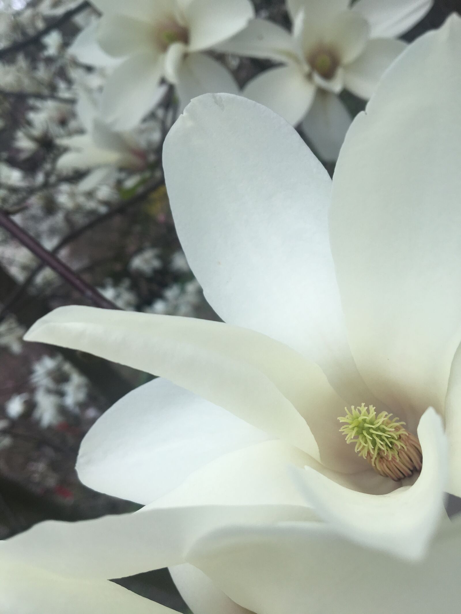 Apple iPhone 6s sample photo. Tulip tree, white flowers photography
