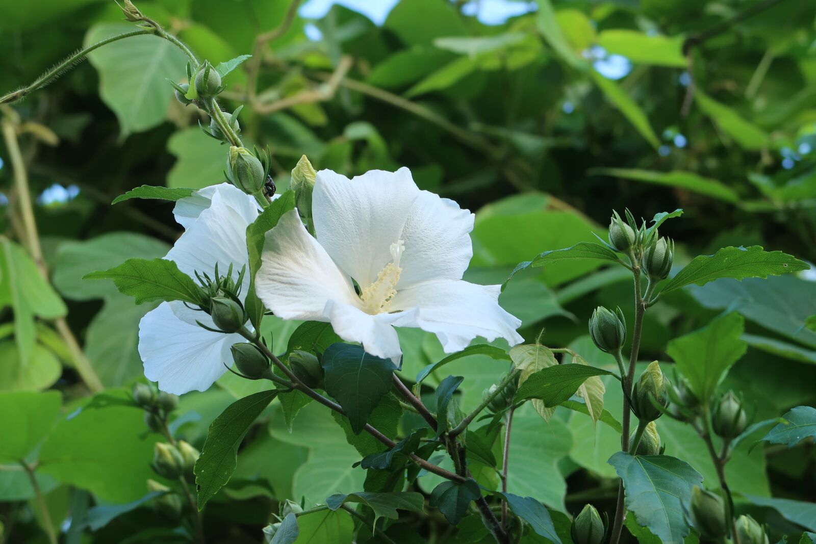 Canon PowerShot G7 X Mark II sample photo. Natural, flowers, white photography