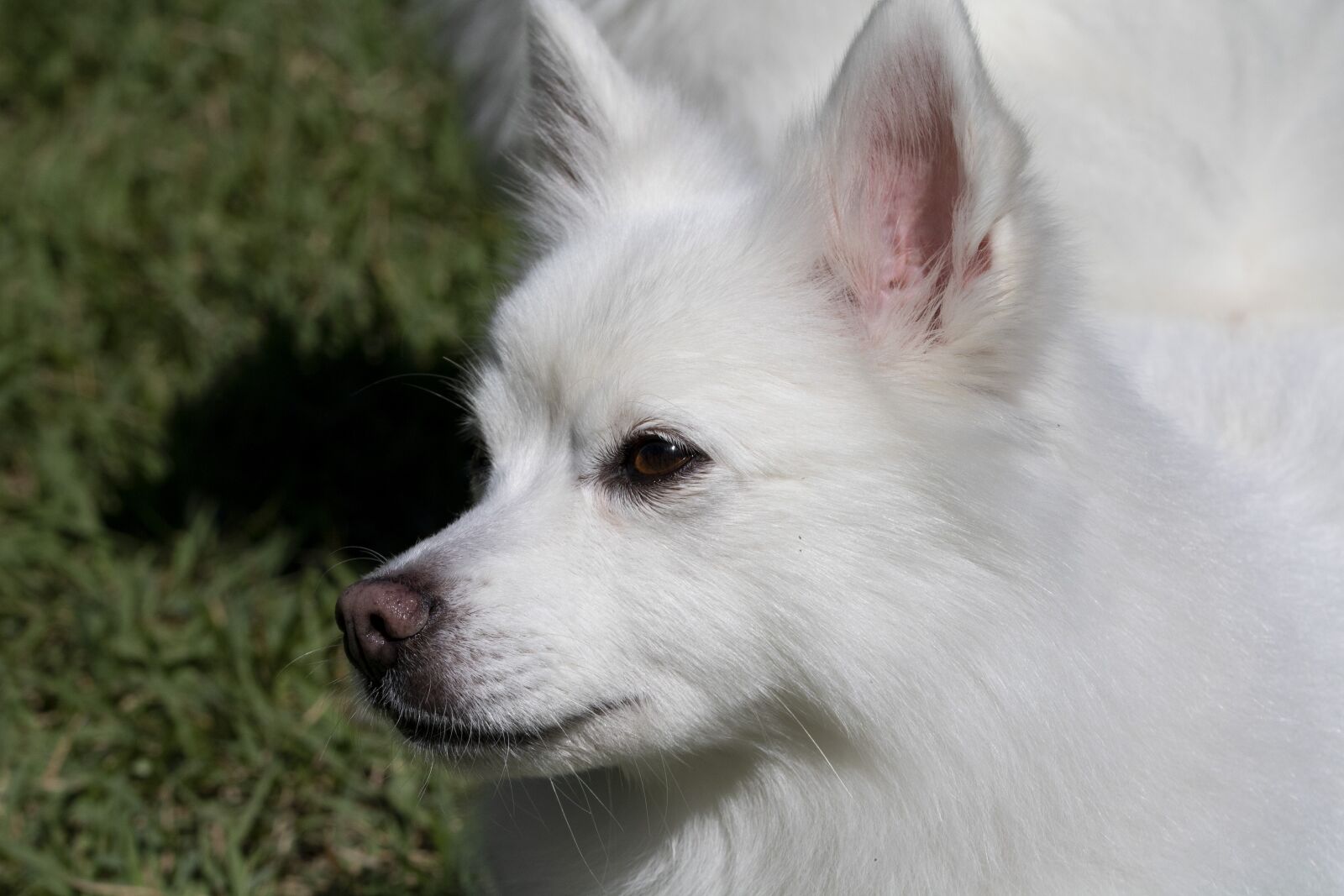 Canon EOS 750D (EOS Rebel T6i / EOS Kiss X8i) sample photo. Spitz, pets, dog photography