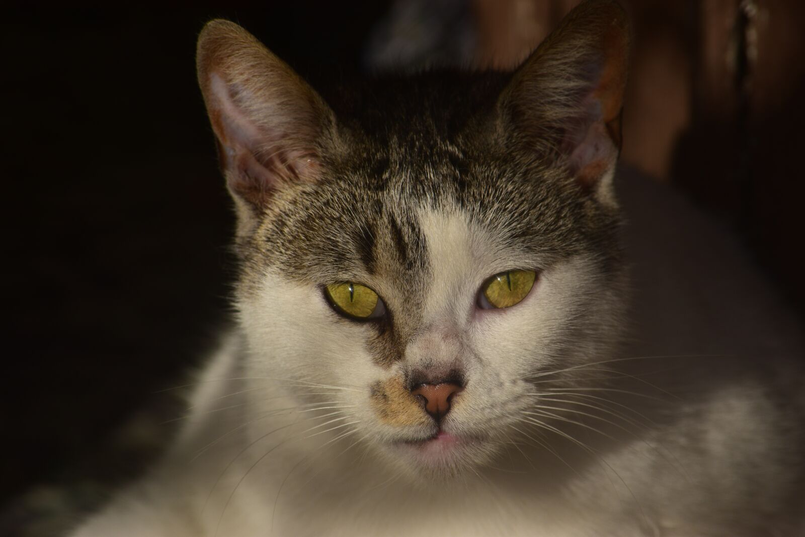 Nikon D3300 sample photo. Cat, cats, animals photography