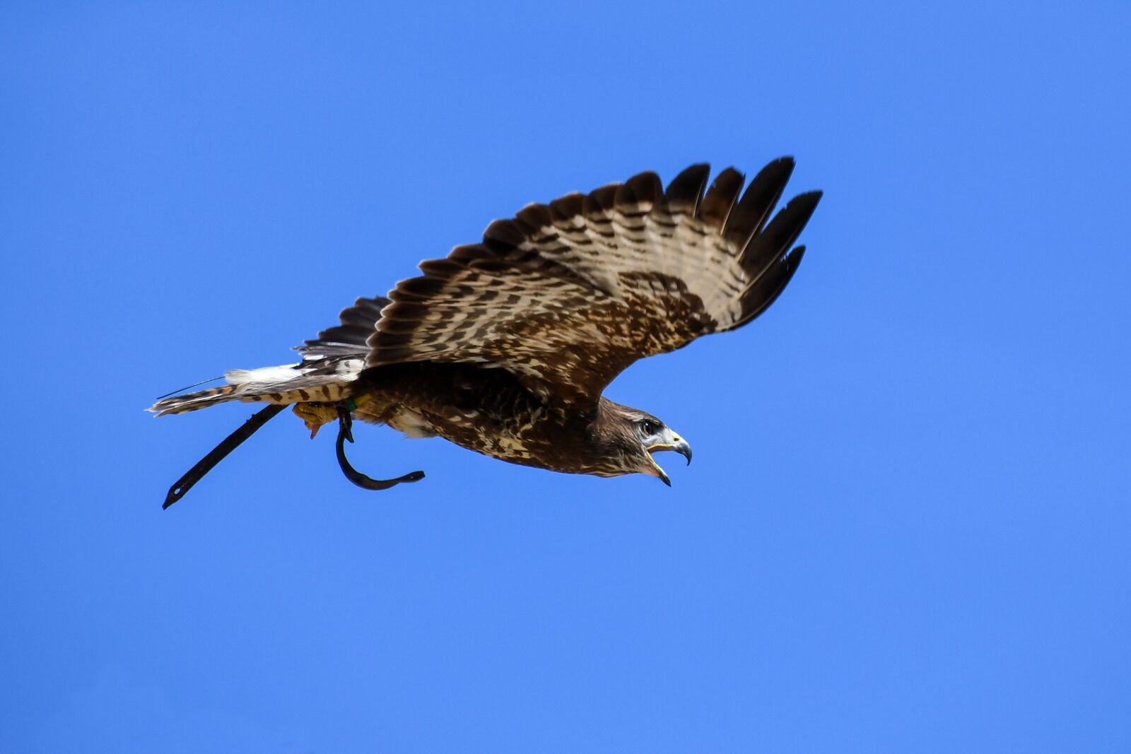 Nikon D500 sample photo. Buzzard, raptor, flight photography