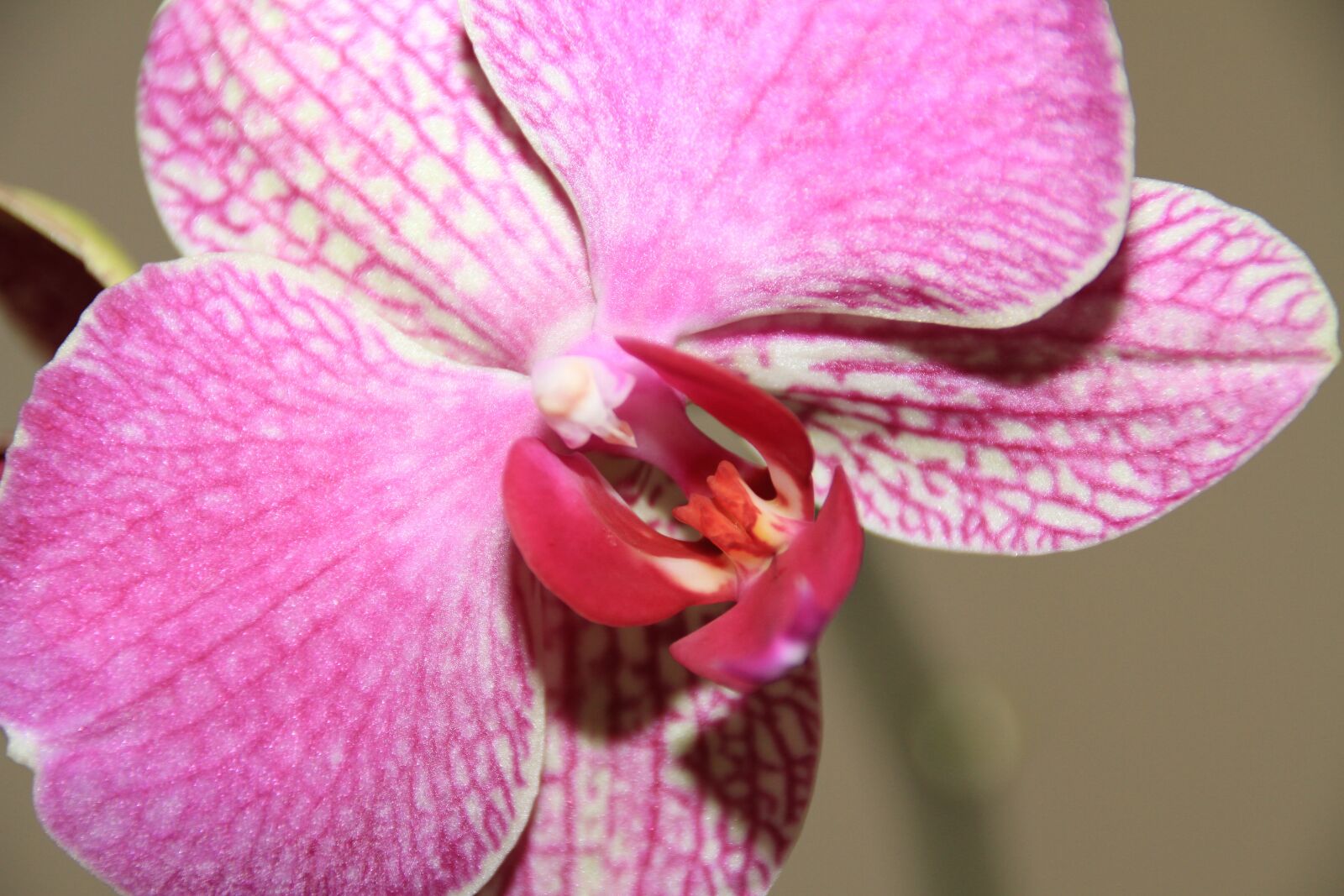 Canon EOS 7D sample photo. Flower, nature, plant photography