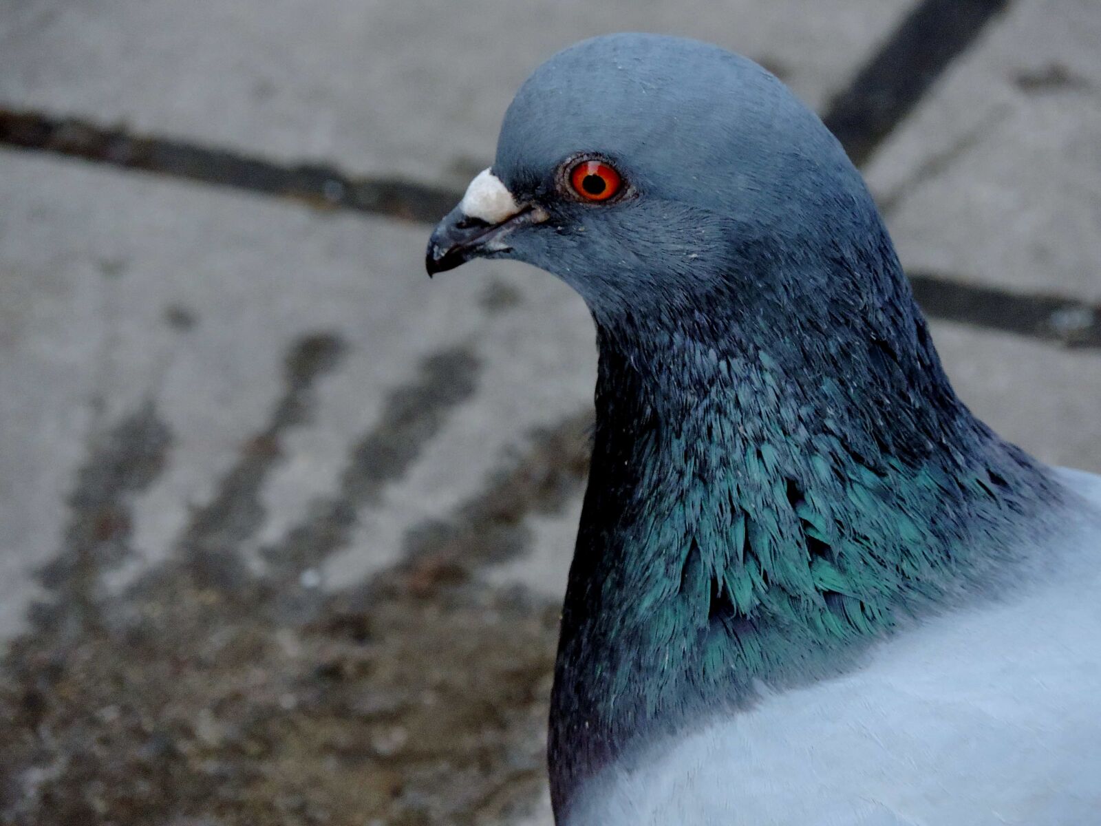 Nikon Coolpix P520 sample photo. Pigeon, wildlife, animal, dove photography