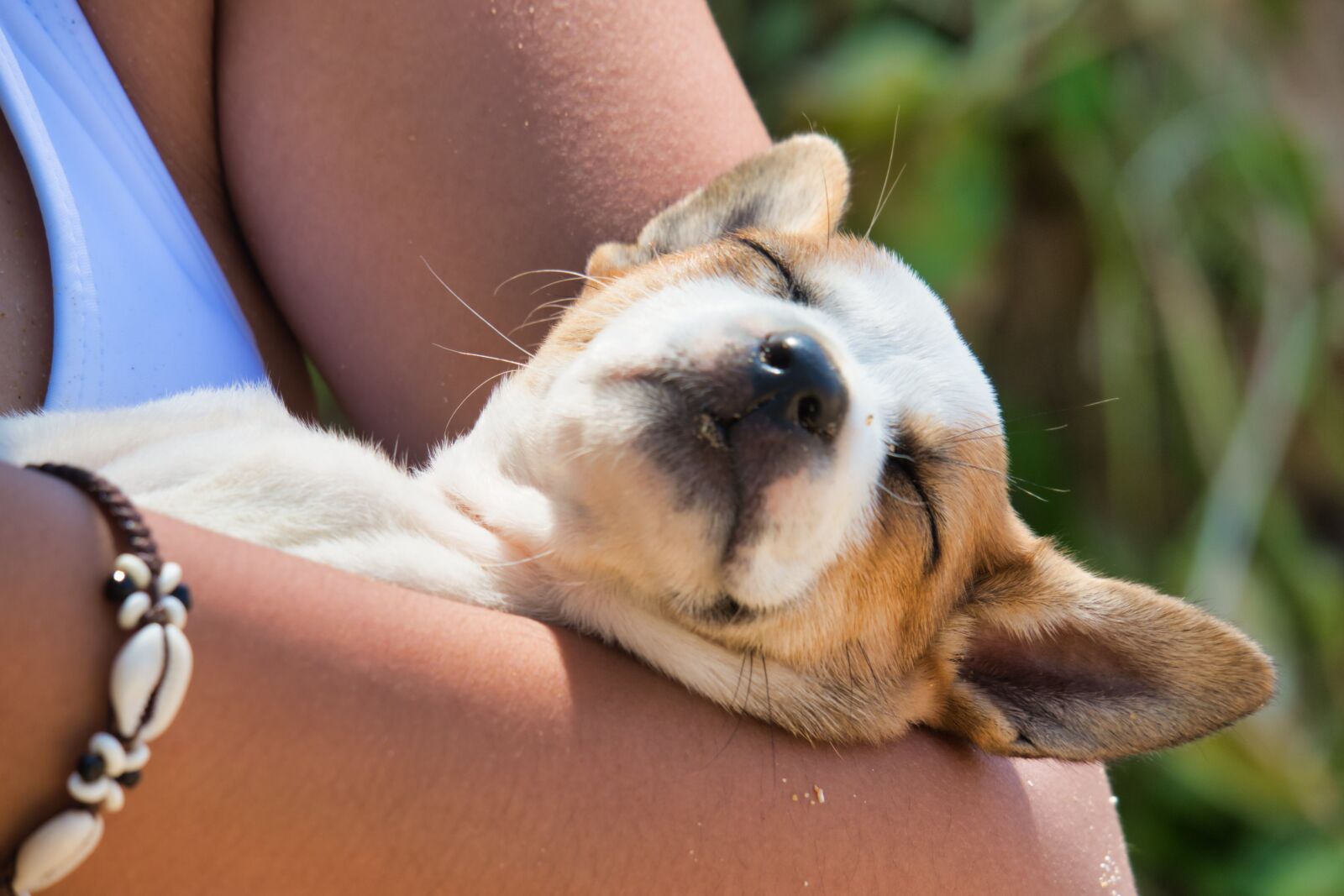 Canon PowerShot G3 X sample photo. Dog, puppy, sleep photography
