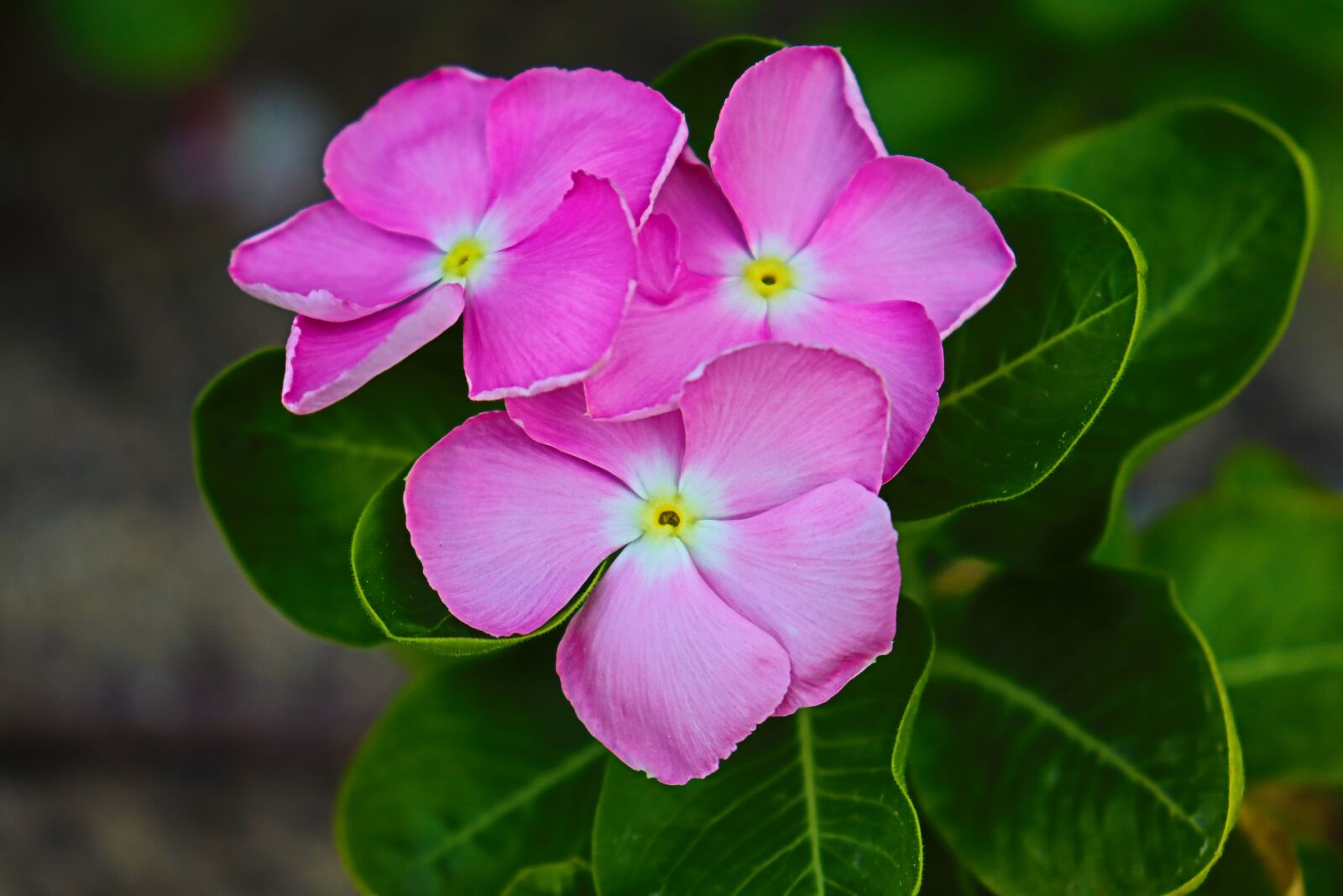 Canon EOS 250D (EOS Rebel SL3 / EOS Kiss X10 / EOS 200D II) + Canon EF-S 18-55mm F4-5.6 IS STM sample photo. Light rose, flower, doha photography