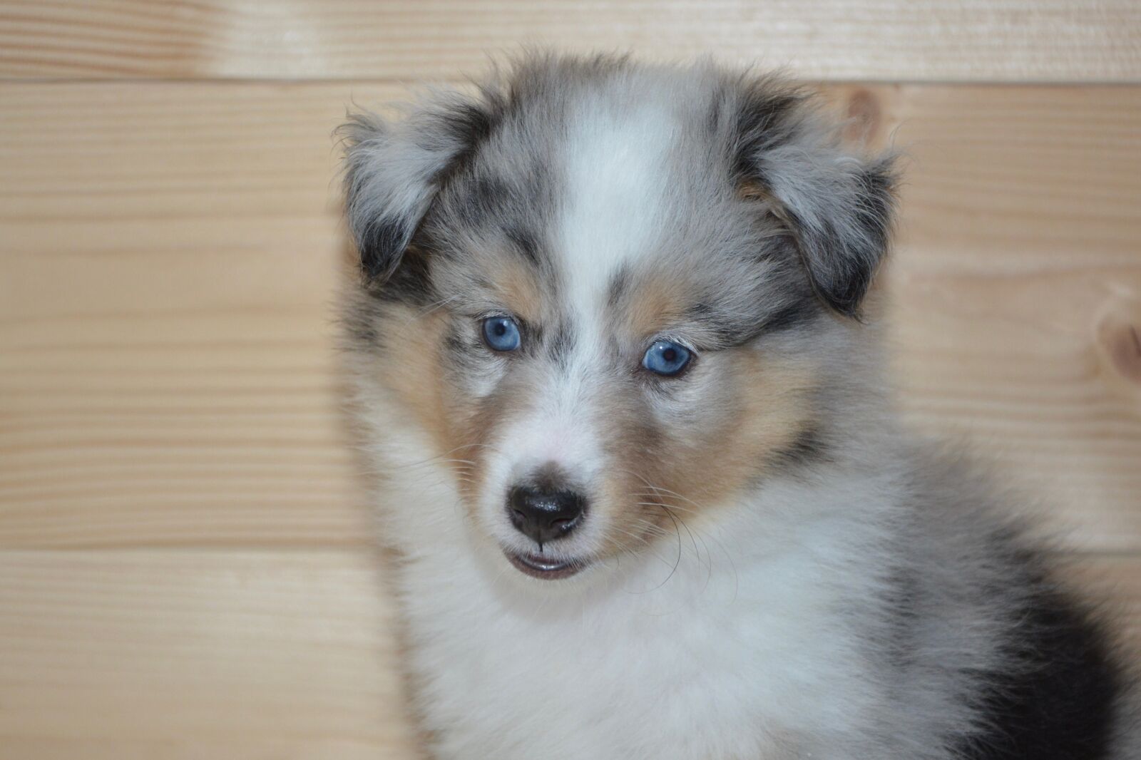 Nikon D5200 sample photo. Dog, bitch puppy, shetland photography