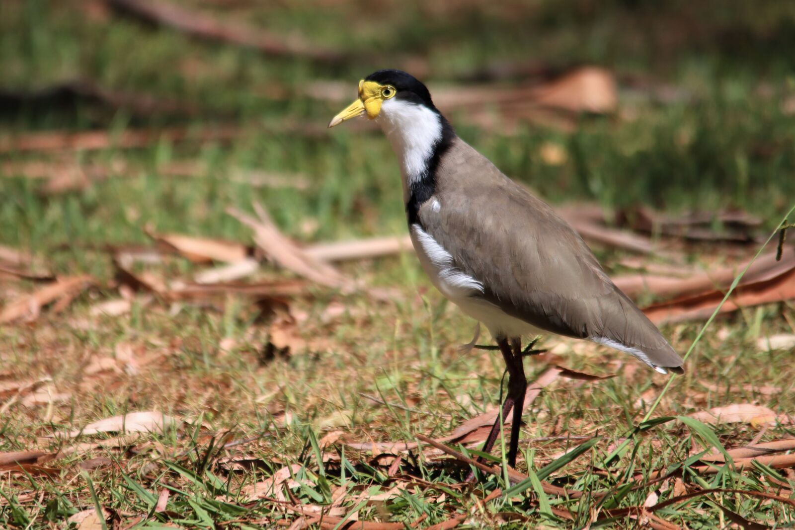 Canon EOS 90D sample photo. Masked, lapwing, black photography