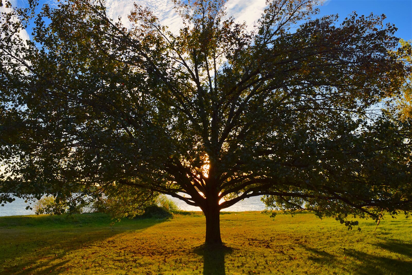 Nikon D3300 sample photo. Tree, sunset, light photography