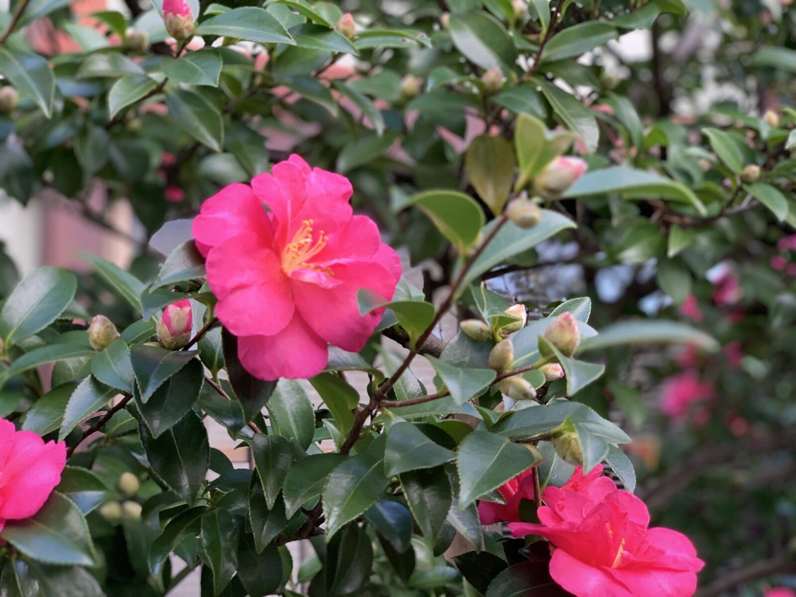 Apple iPhone XS + iPhone XS back dual camera 6mm f/2.4 sample photo. Camellia, the, garden tree photography