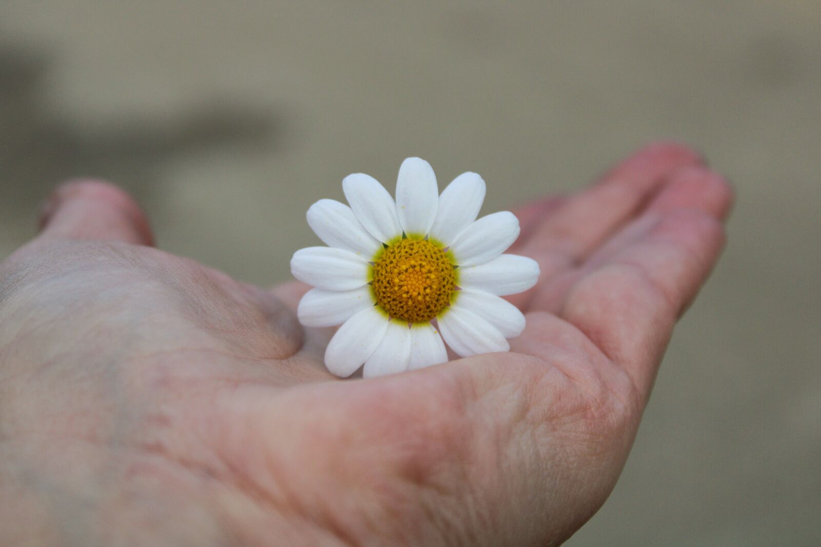 Canon EOS 2000D (EOS Rebel T7 / EOS Kiss X90 / EOS 1500D) sample photo. Daisy, flower, countryside photography