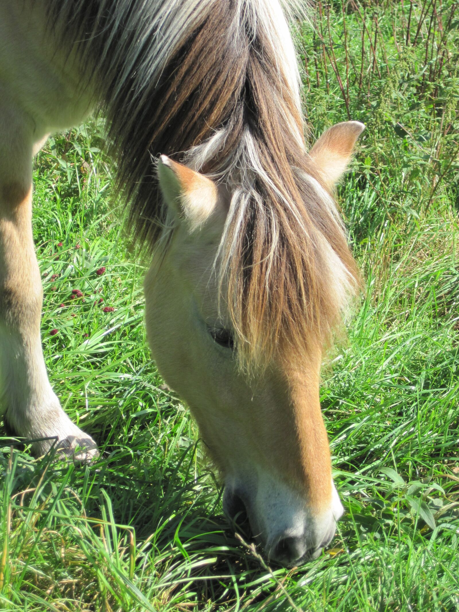 Canon PowerShot D10 sample photo. Pony, pasture, fjord horse photography