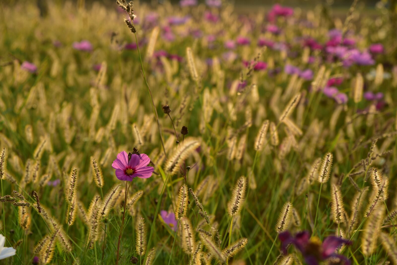 Nikon D750 sample photo. Meadow, flower meadow, flowers photography