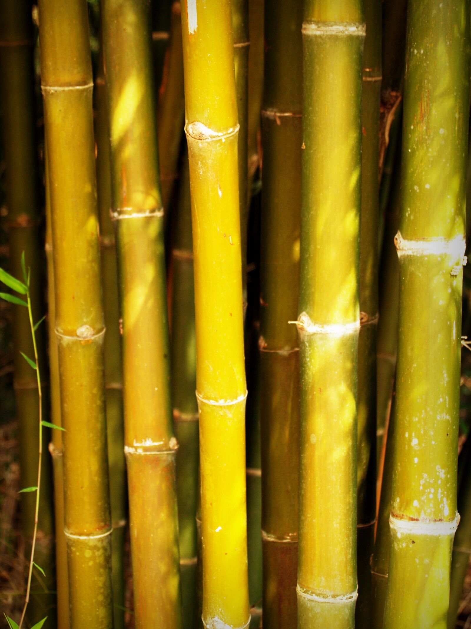 Olympus E-300 (EVOLT E-300) sample photo. Bamboo, forest, japan photography