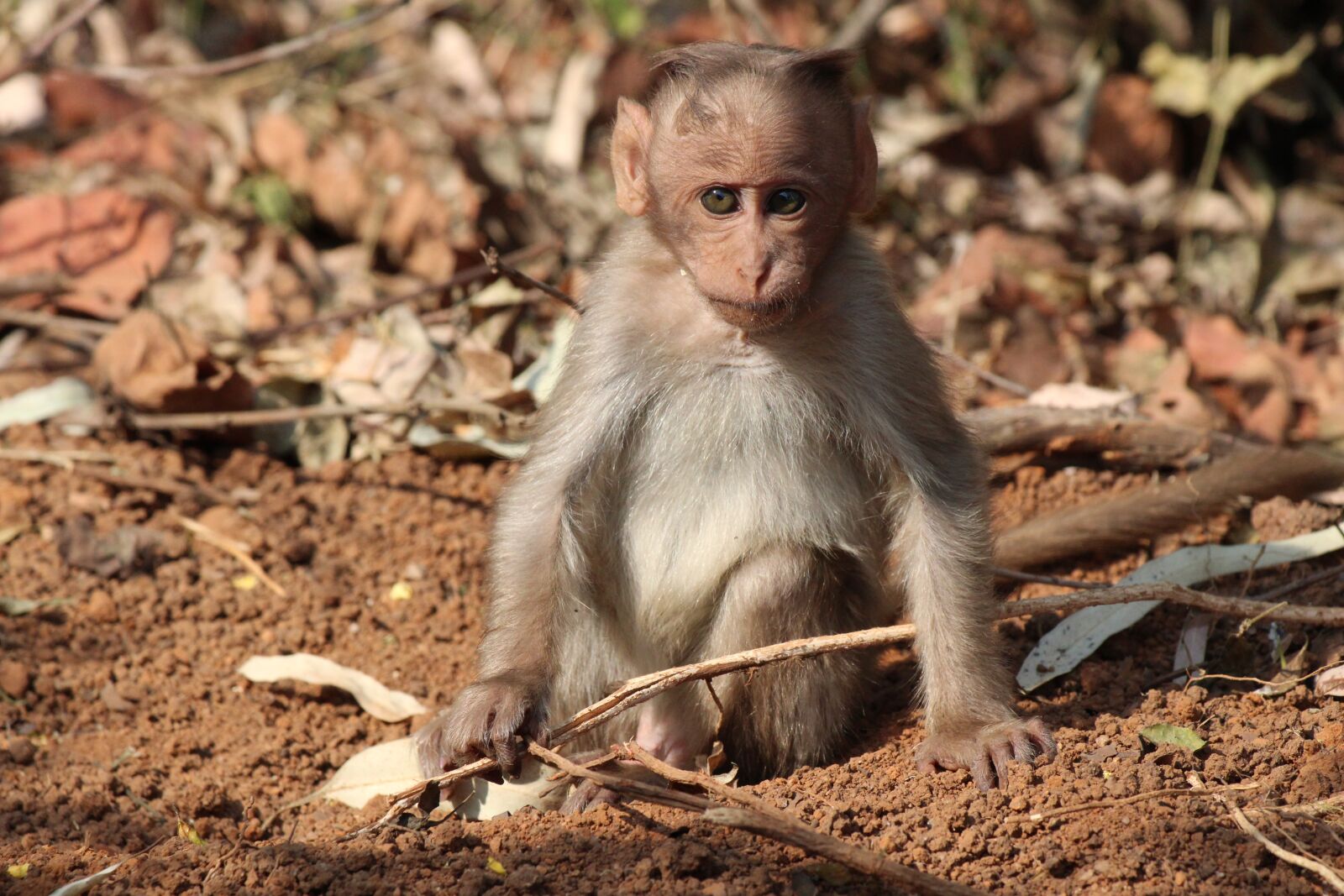 Canon EF 70-300 F4-5.6 IS II USM sample photo. Cute, monkey, kid photography