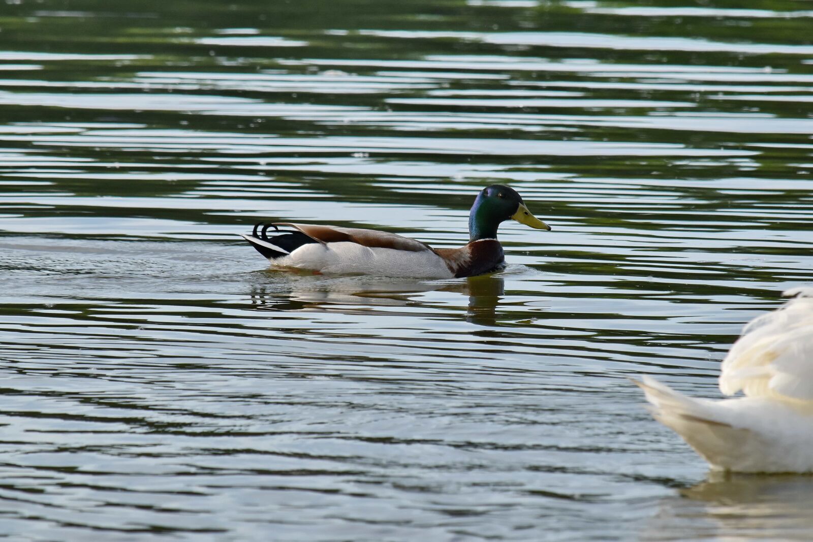 Nikon D5500 sample photo. Duck bird, waterfowl, water photography