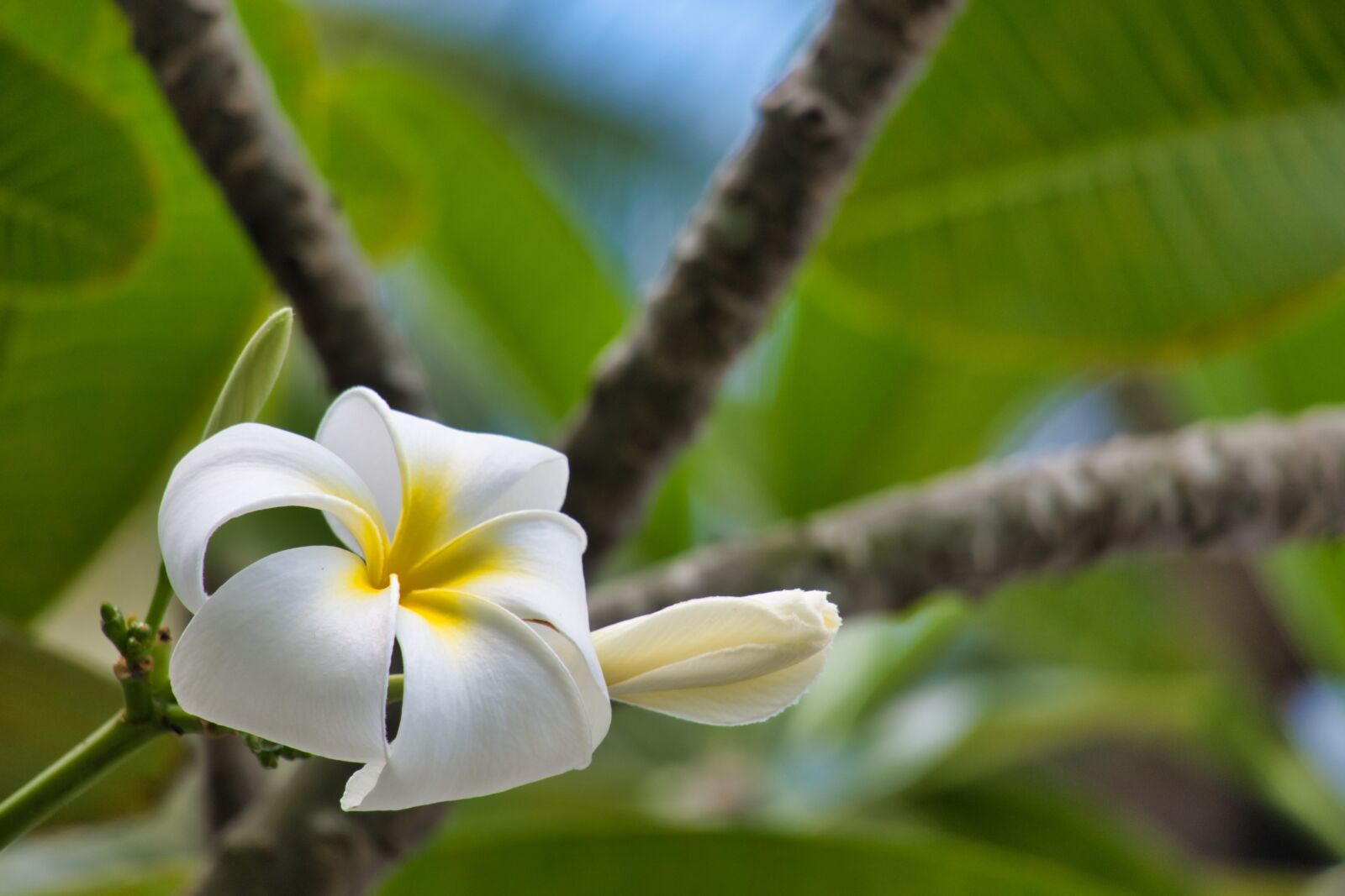 Canon PowerShot G3 X sample photo. Plumeria, blossom, bloom photography