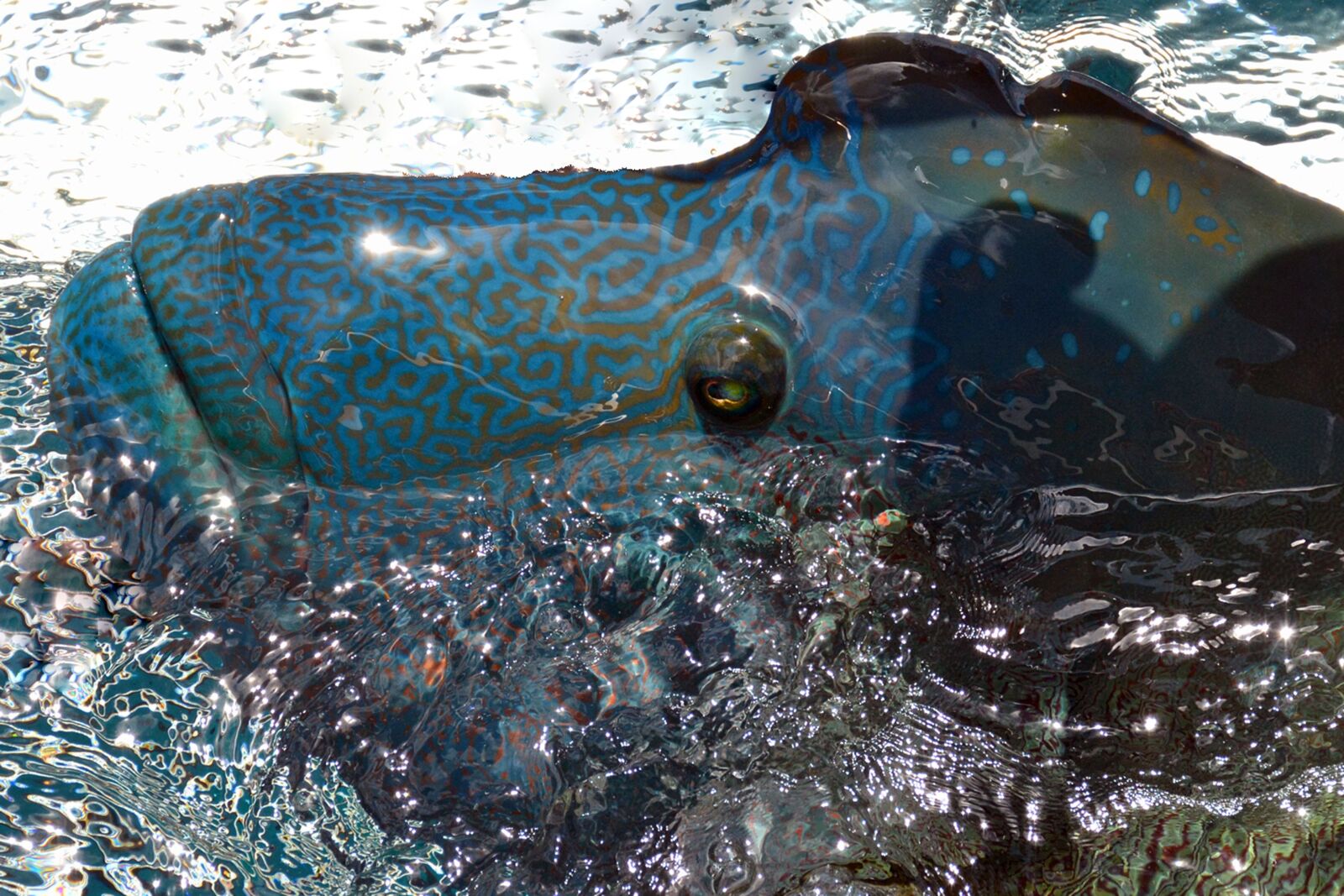 Nikon D7100 sample photo. Humphead wrasse, fish, animal photography