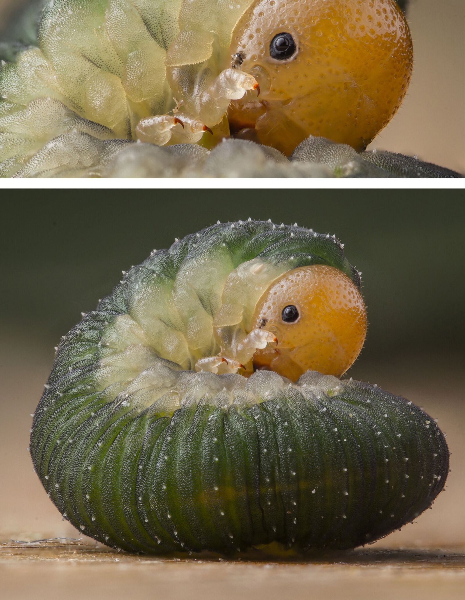 Canon EOS 60D + Canon EF 100mm F2.8 Macro USM sample photo. Caterpillar, cute, macro photography