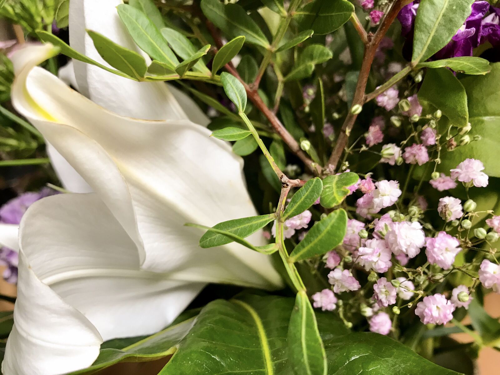 iPhone 7 back camera 3.99mm f/1.8 sample photo. Flowers, lily gypsophila, leaves photography