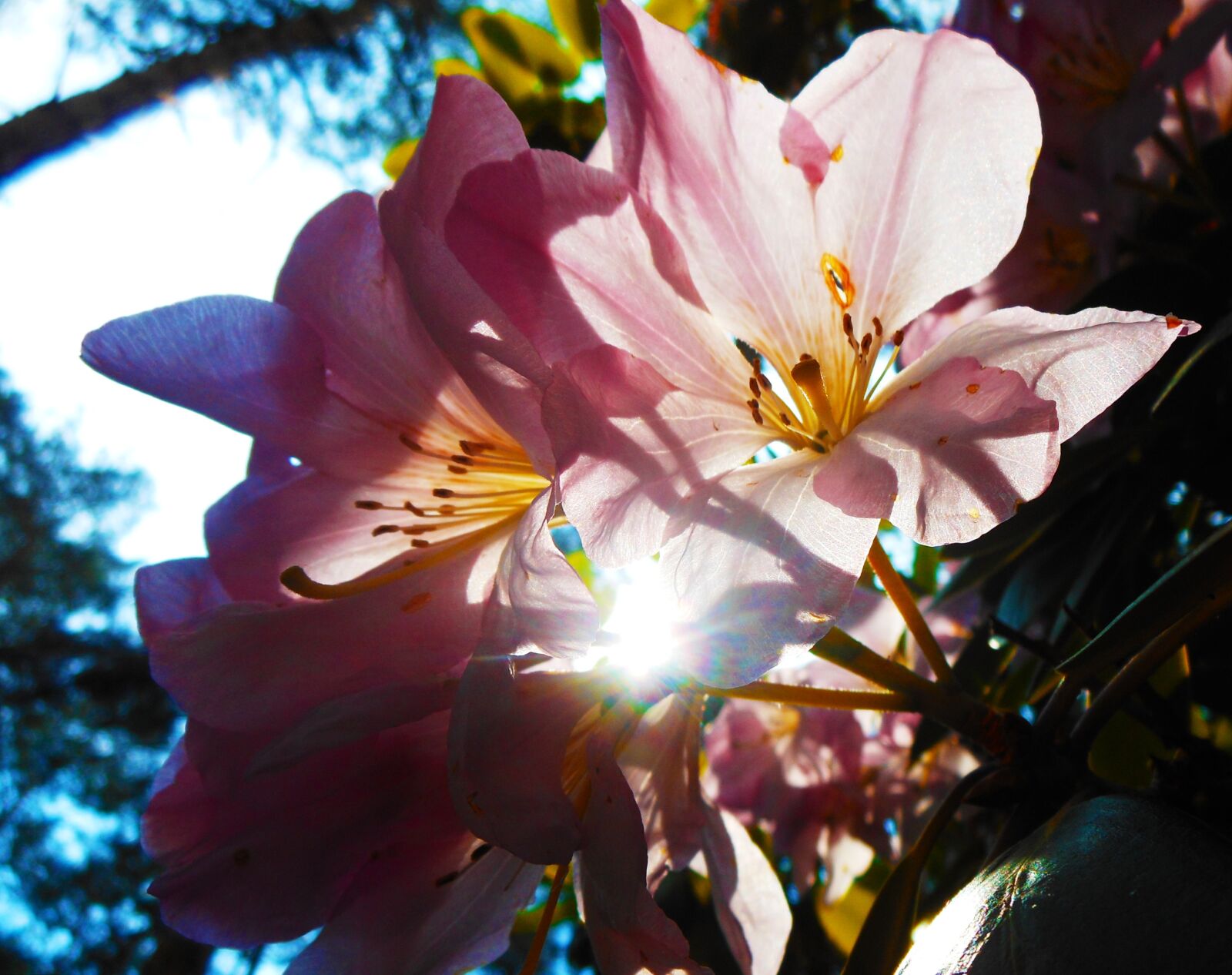Nikon Coolpix S6200 sample photo. Flower, light, pink photography
