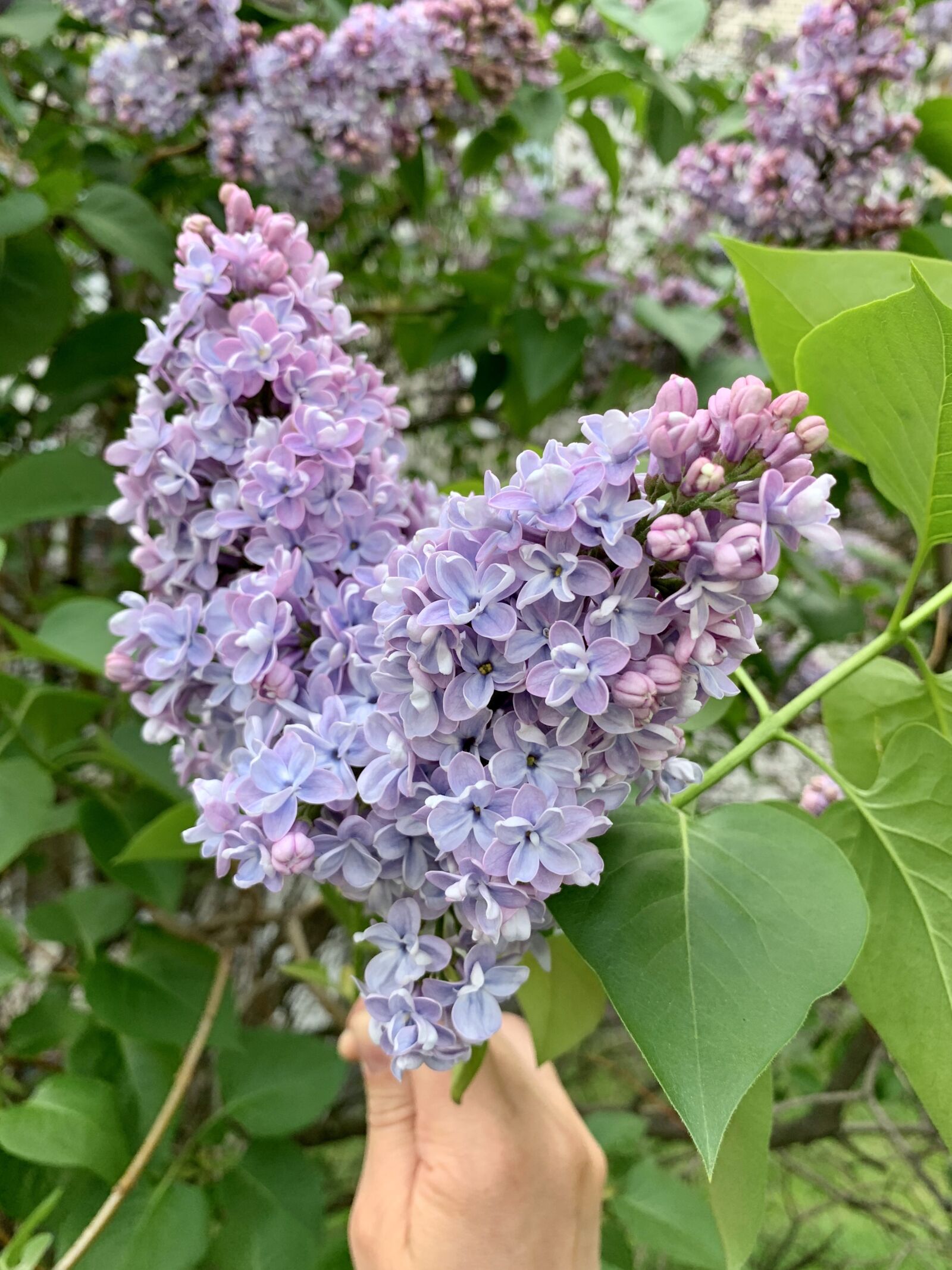 Apple iPhone XS Max sample photo. Flowers, lilac, nature photography