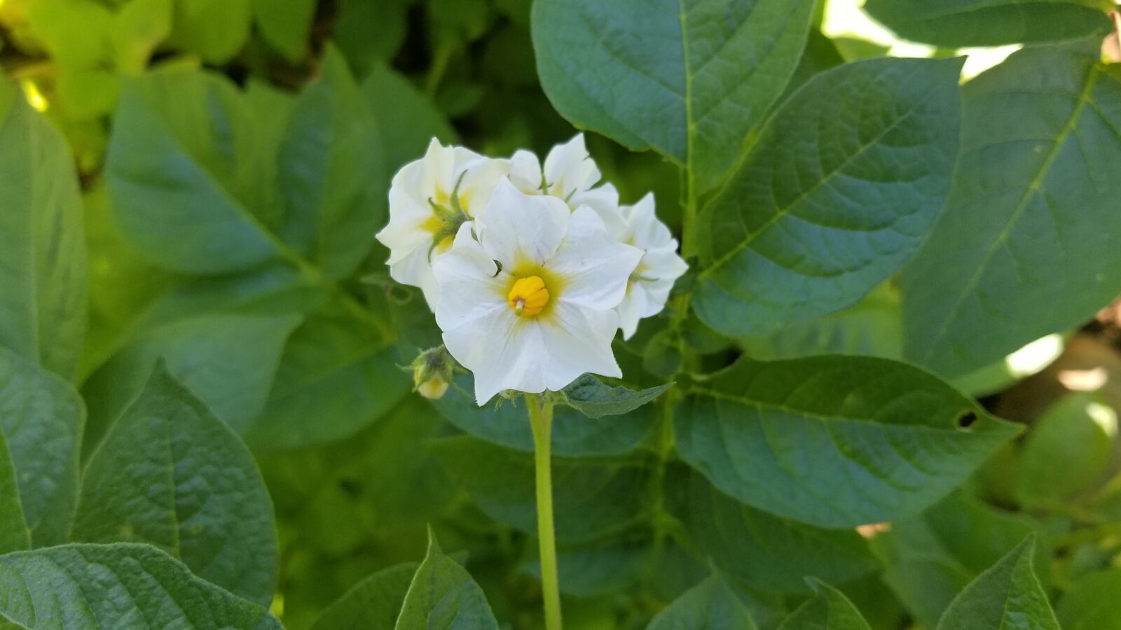 Samsung Galaxy S8 sample photo. Field, crop, plant photography