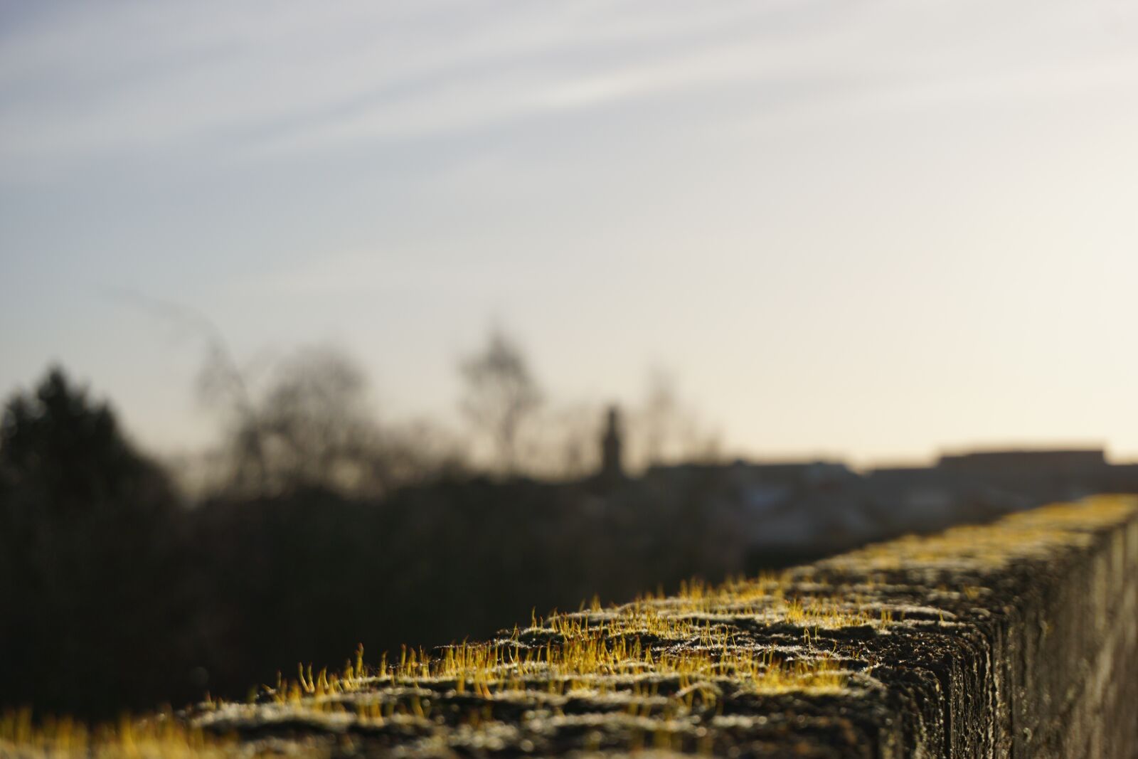 Sony a6000 sample photo. Moss, wall, nature photography