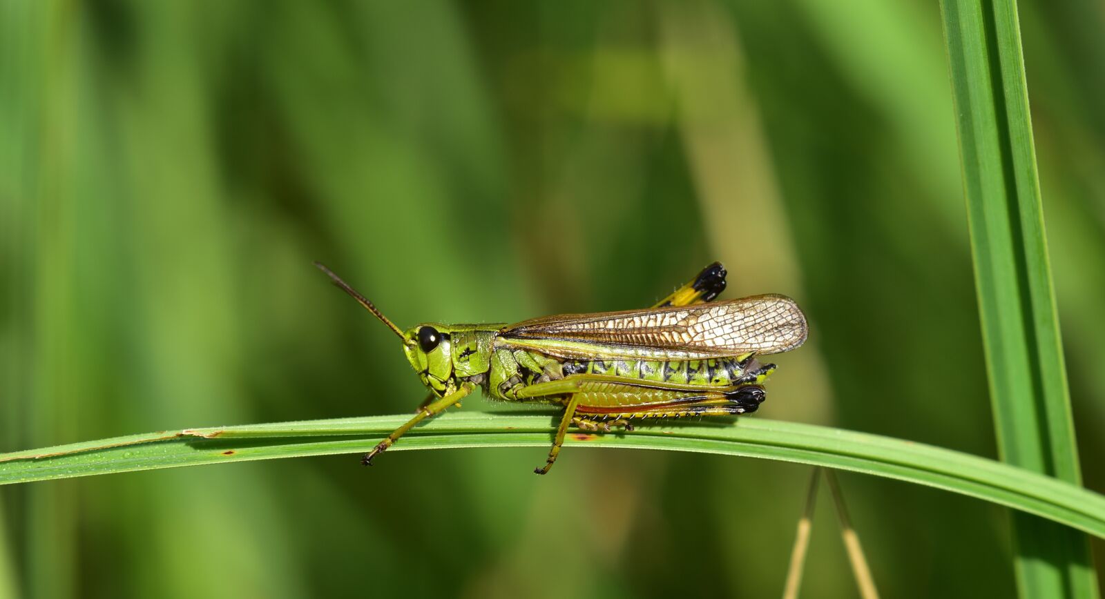 Nikon D750 sample photo. Grasshopper, insect, close up photography