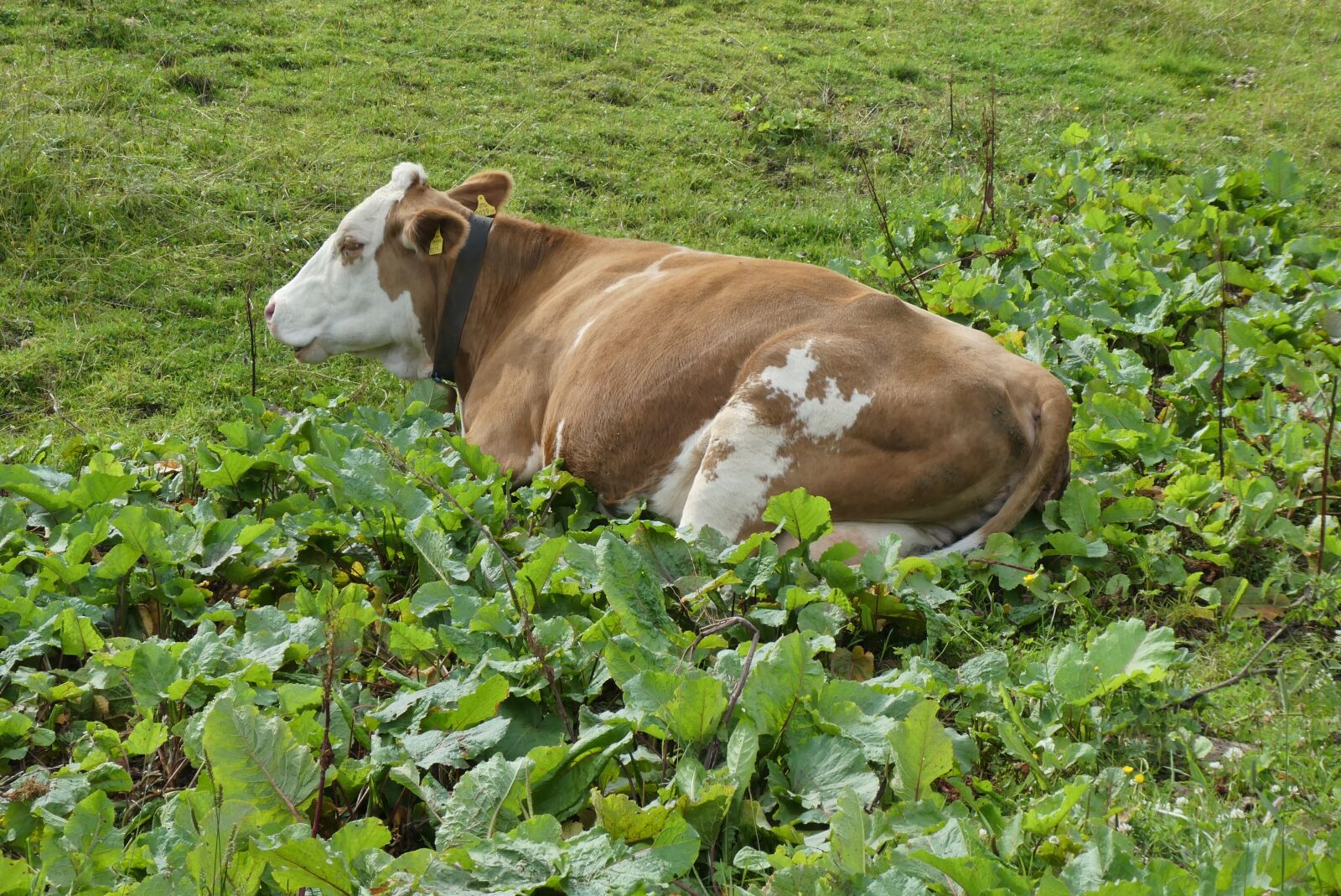 Panasonic Lumix DC-ZS70 (Lumix DC-TZ90) sample photo. Cow, rest, whey photography