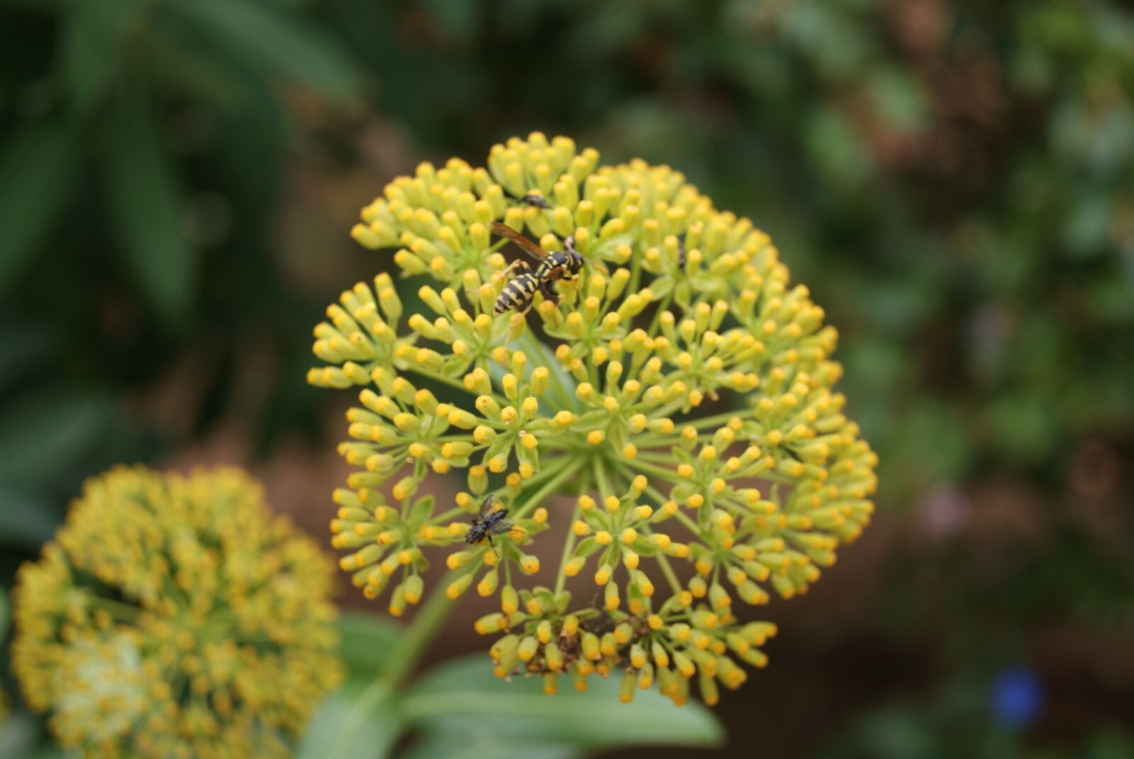 Sony Alpha DSLR-A330 sample photo. Nature, garden, flower photography