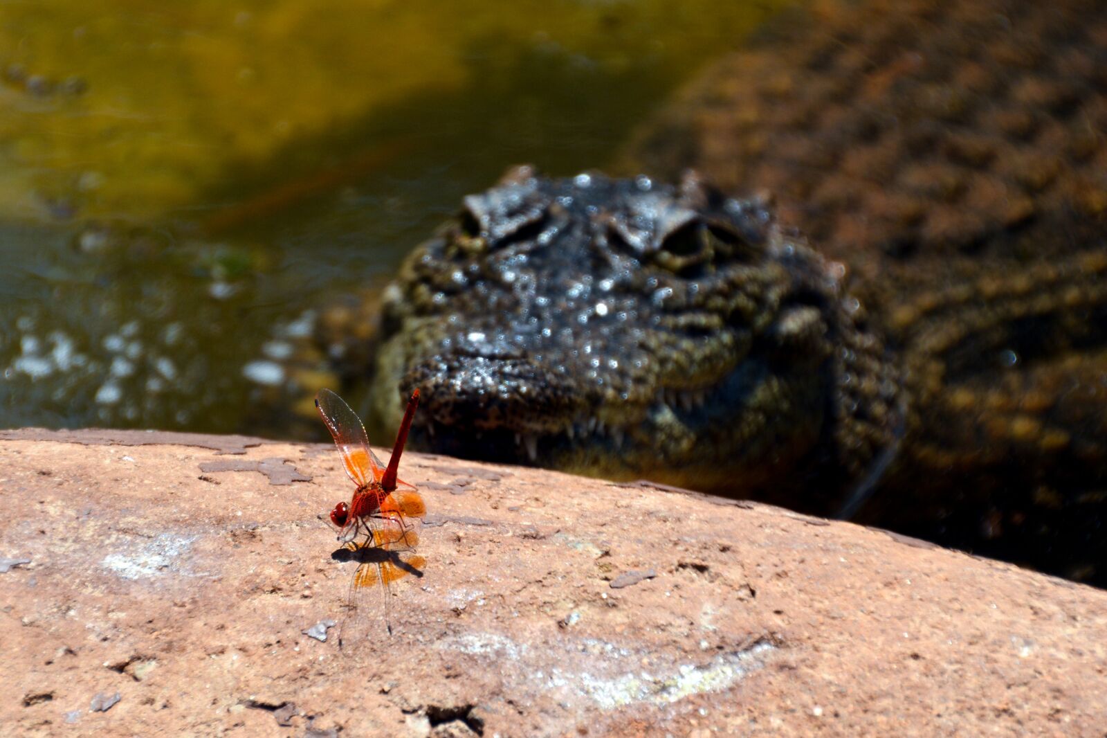 Nikon D7100 sample photo. Danger, insect, crocodile photography