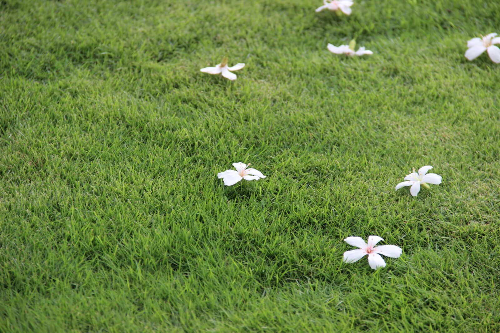 Canon EOS 600D (Rebel EOS T3i / EOS Kiss X5) sample photo. Lawn, tung oil tree photography