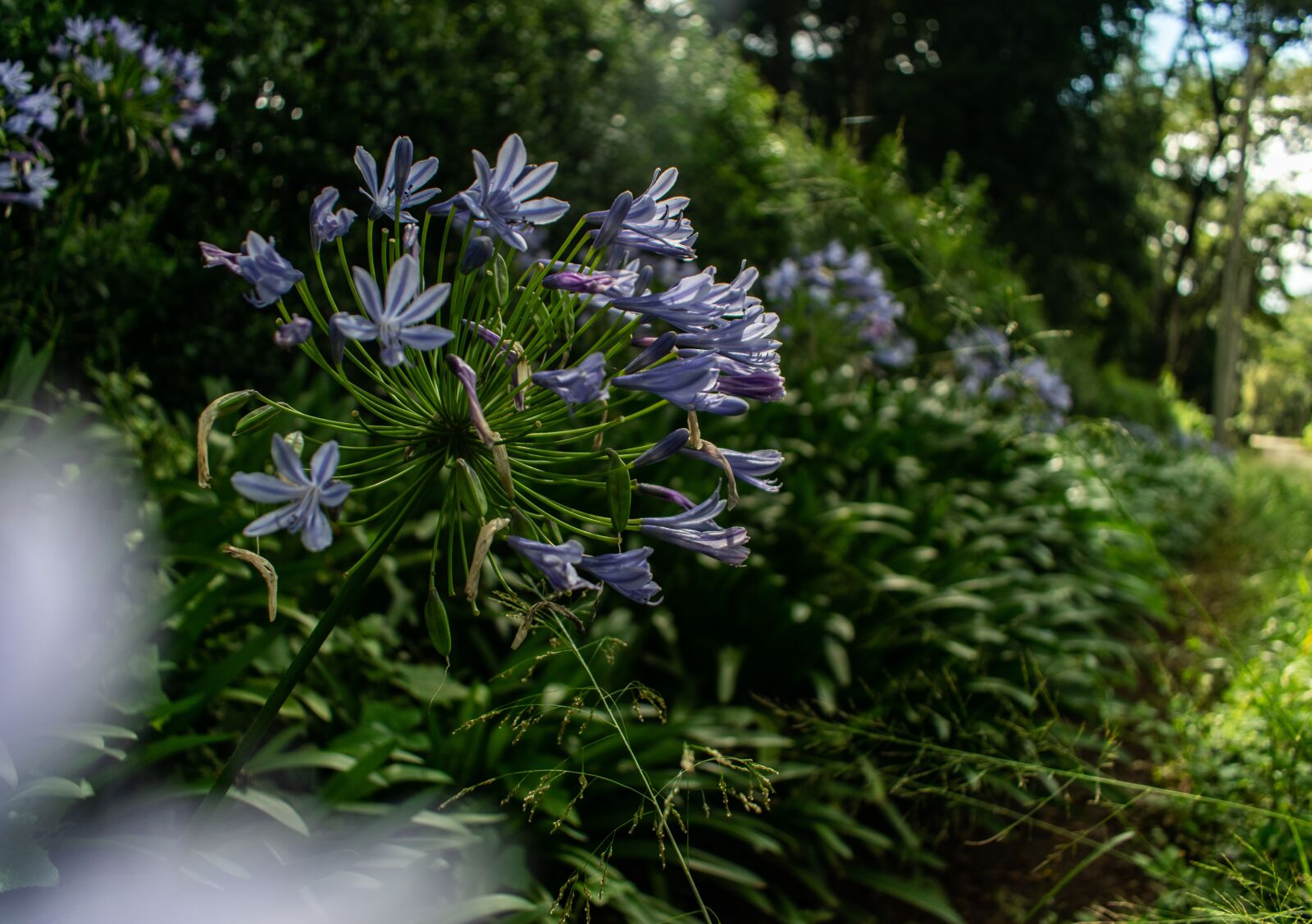 Nikon D5300 sample photo. Flowers, purple, golden hour photography