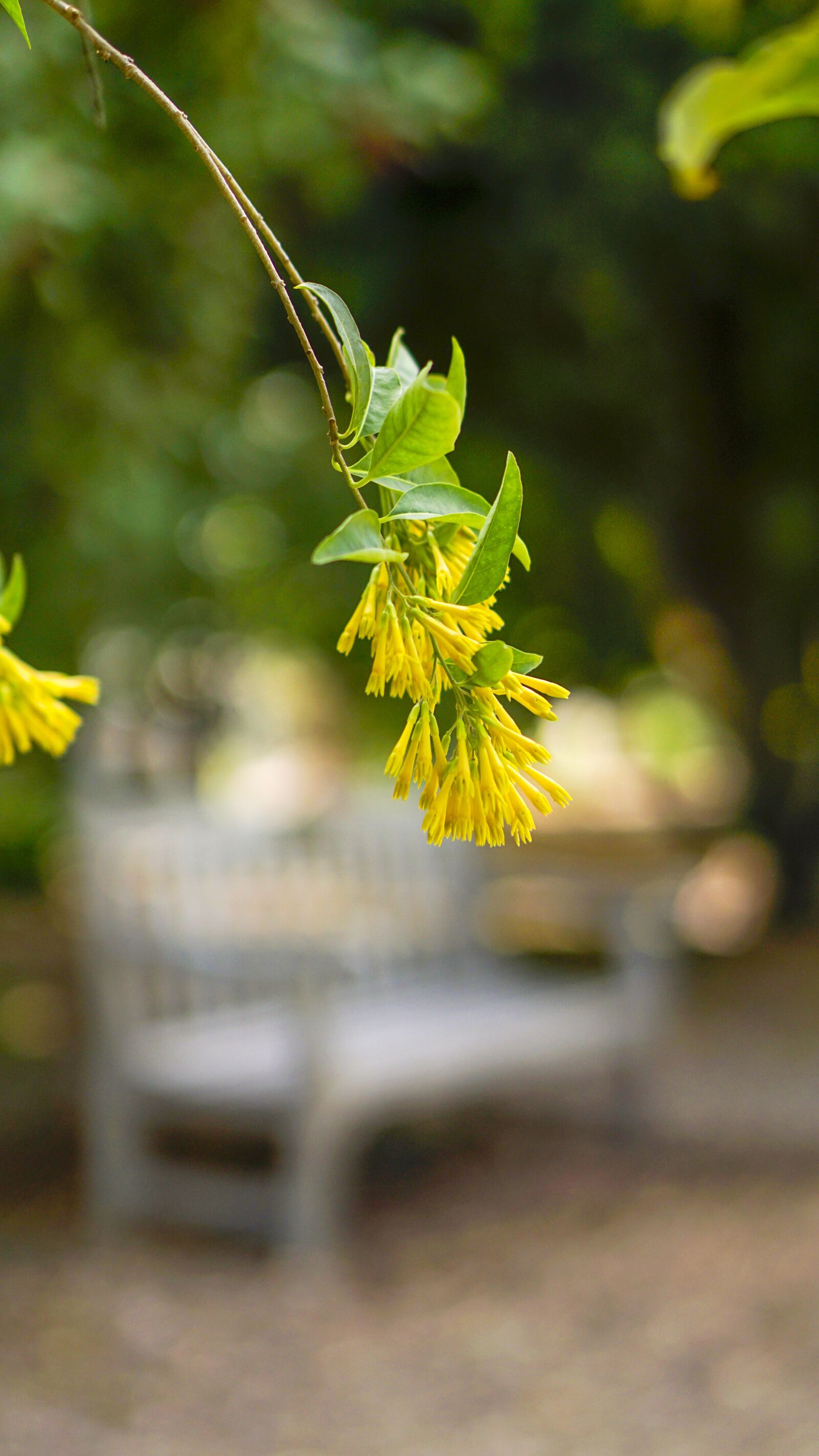 E 50mm F1.8 OSS sample photo. Bench, flower, wood photography