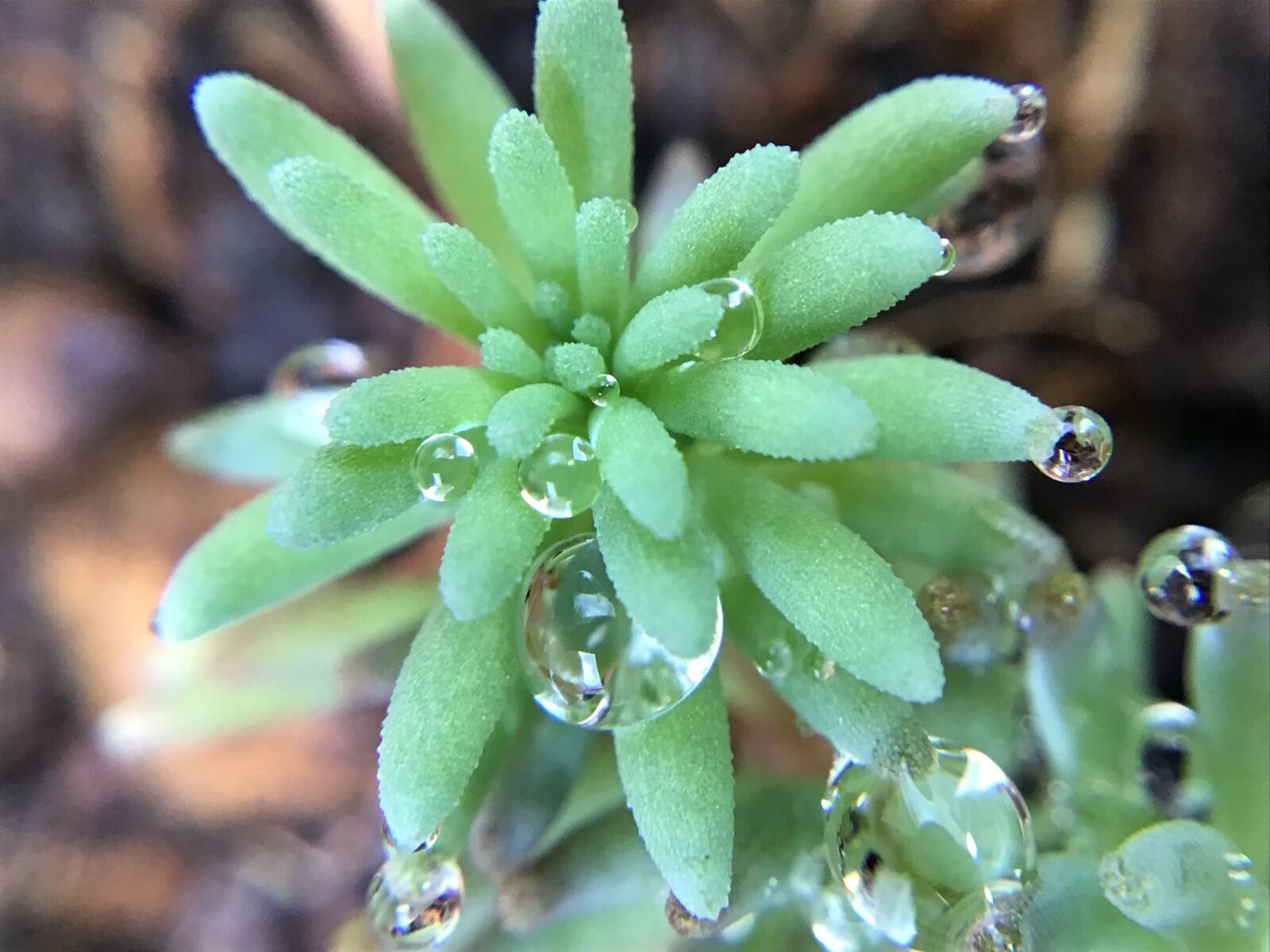 Apple iPad (7th generation) sample photo. Sedum, succulent, raindrop photography