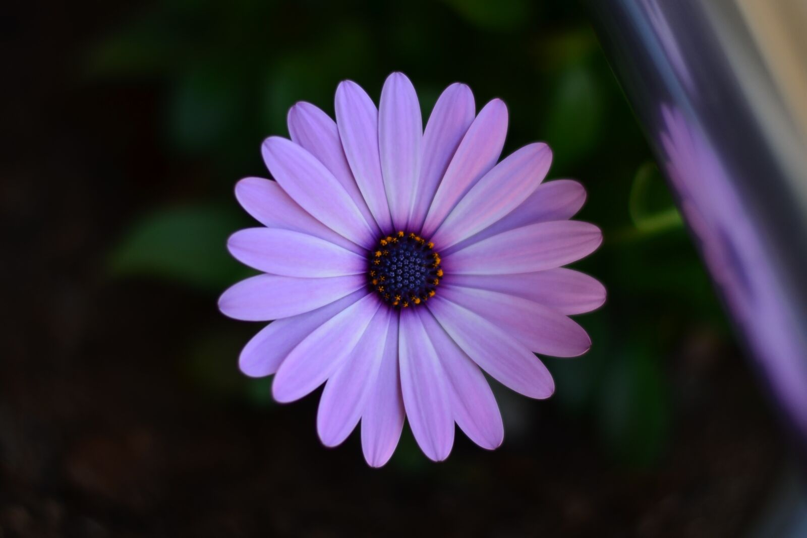 Nikon D5100 sample photo. Flower, green, plant photography