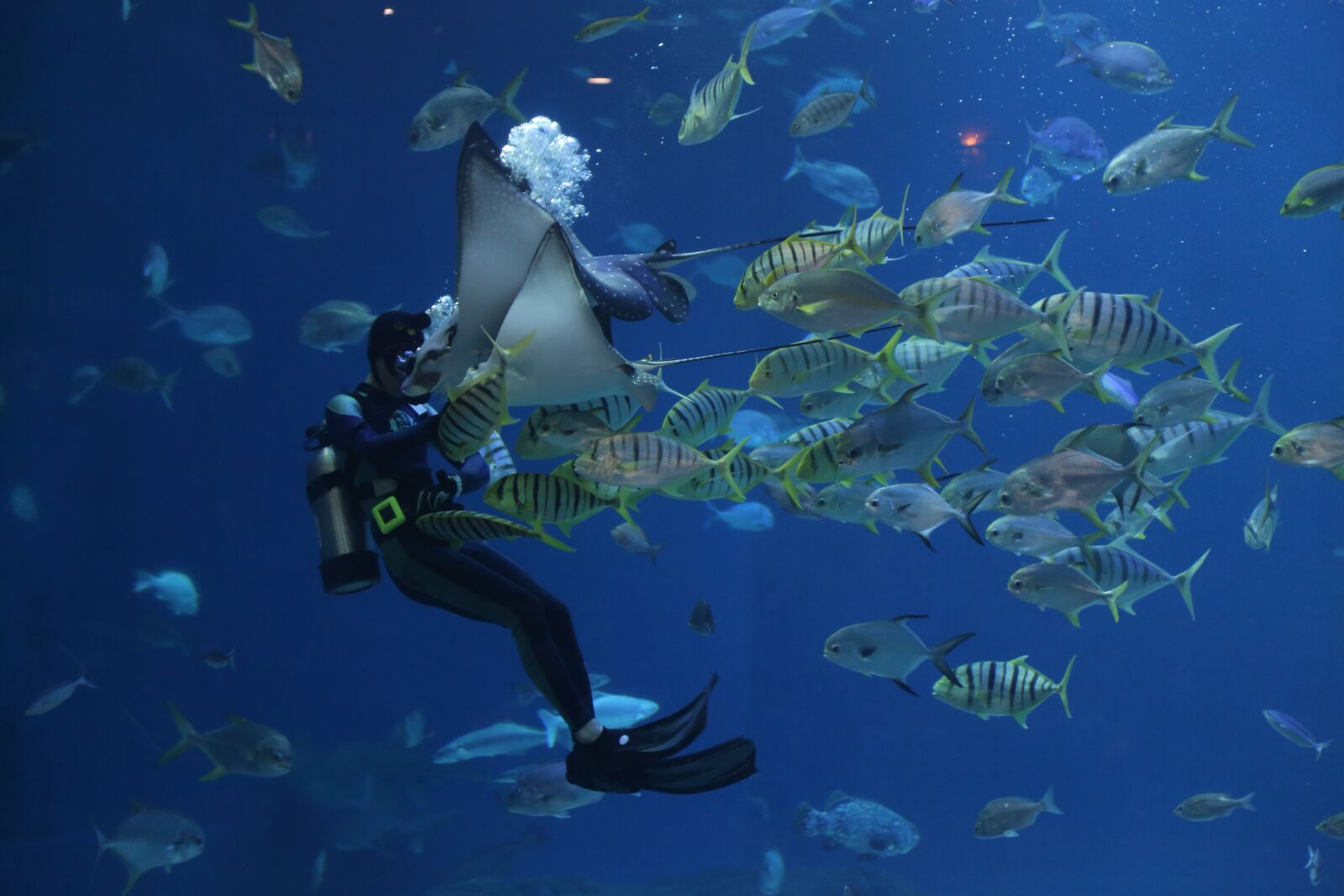 Canon EOS 6D + Canon EF 24-105mm F4L IS USM sample photo. Stingray, scuba, divers photography