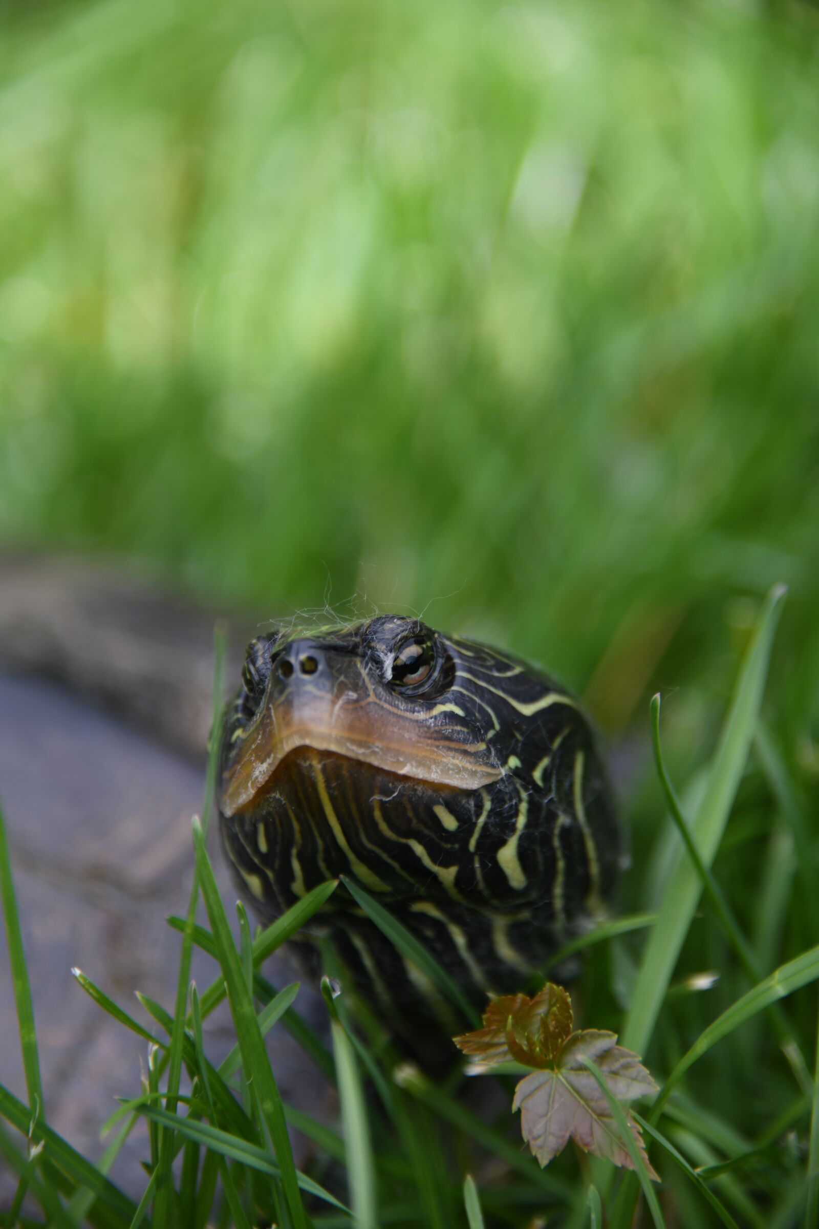 Nikon D850 sample photo. Turtle, reptile, grass photography