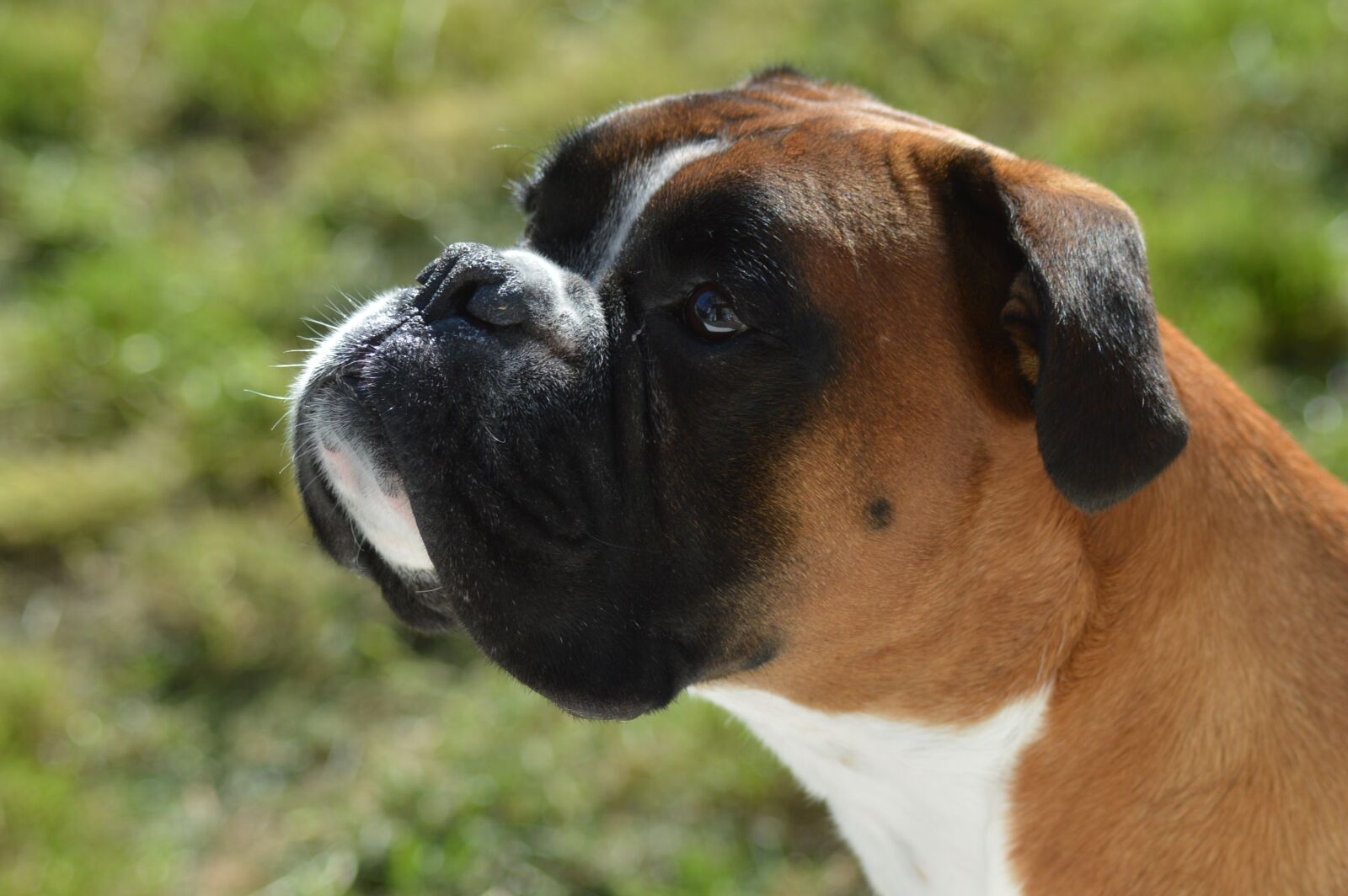 Nikon D3200 sample photo. Boxer dog, dog, boxer photography